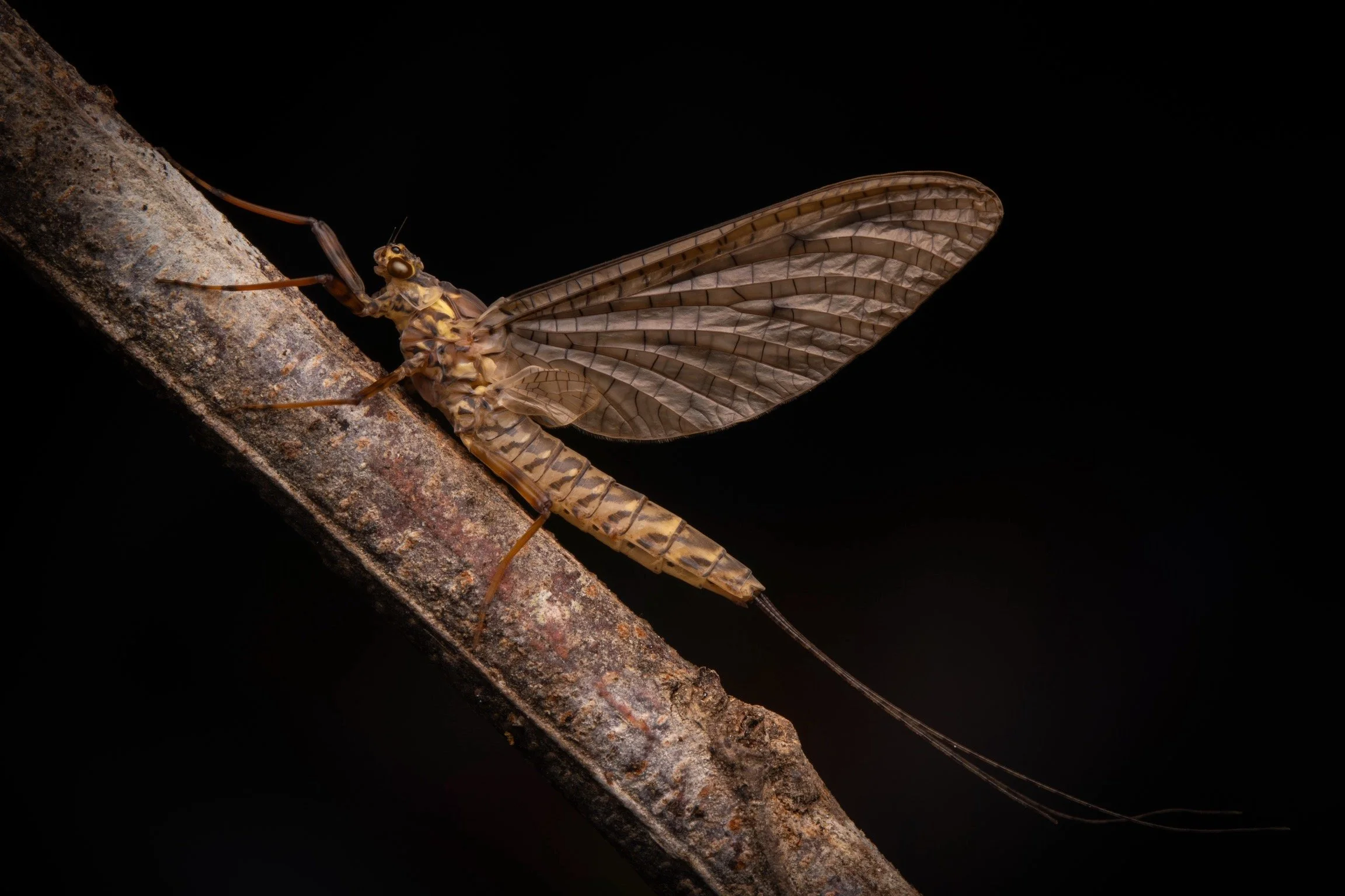 Leptophlebiidae - 73.jpeg