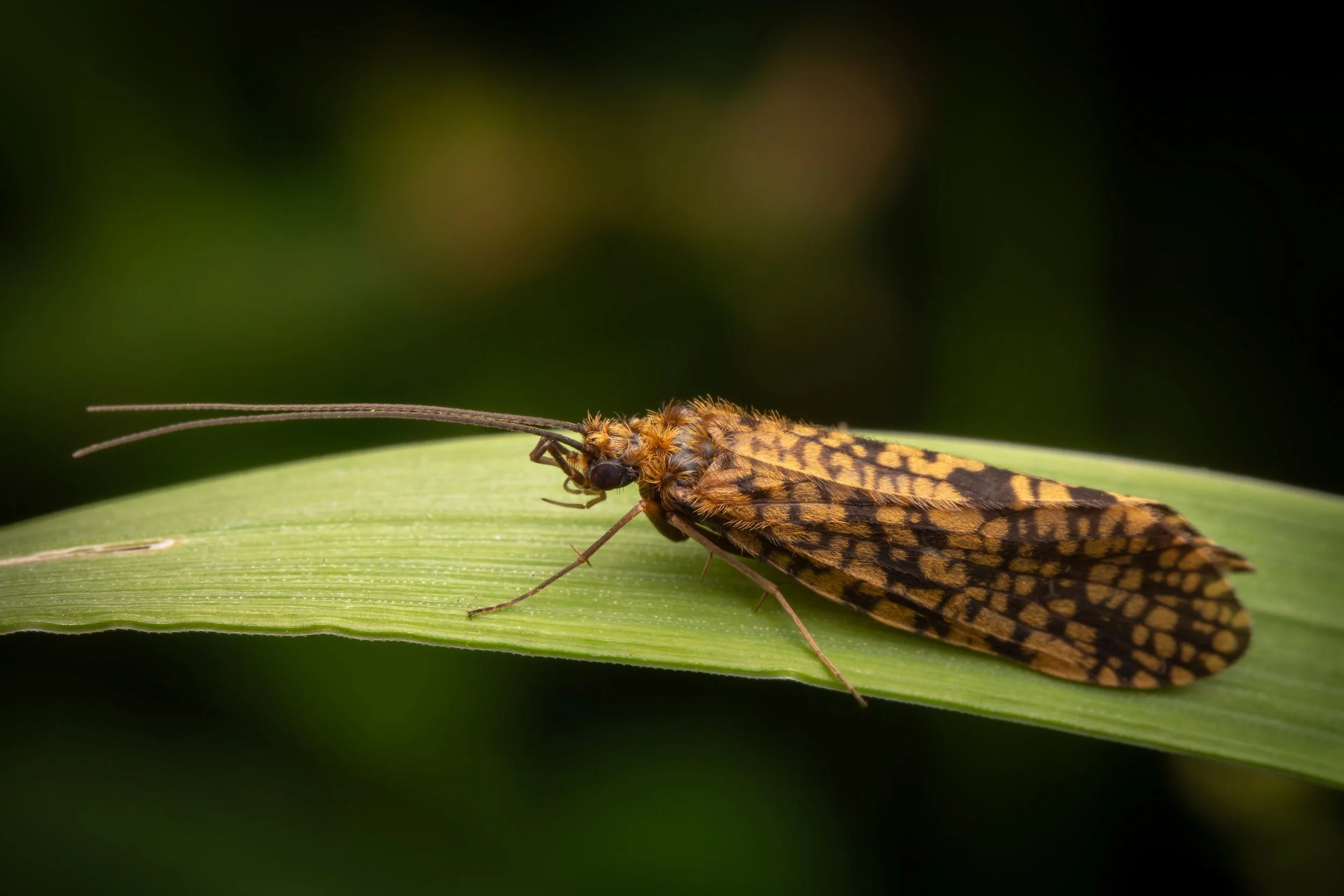 Trichoptera - 5.jpeg