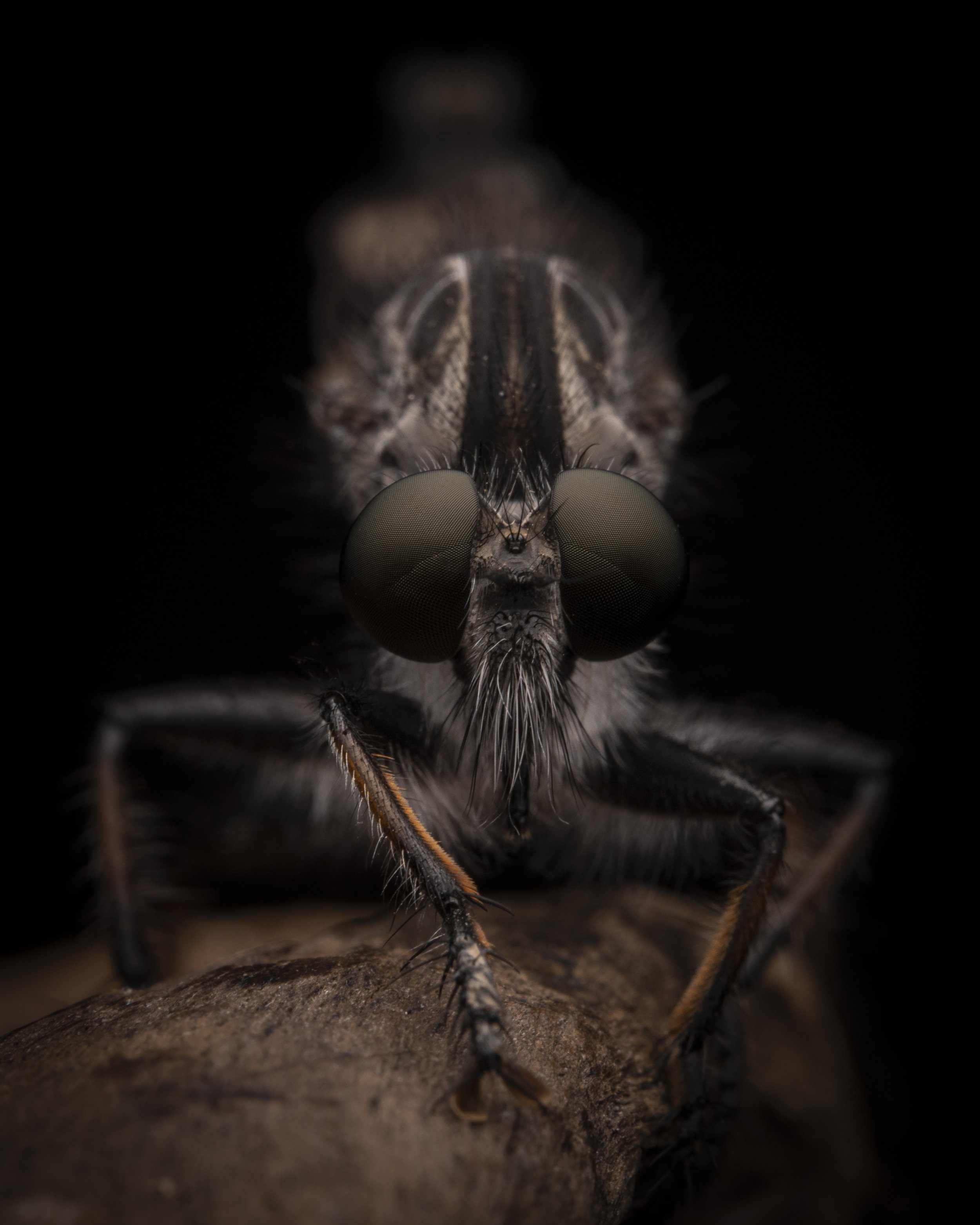 Diptera - 15.jpg