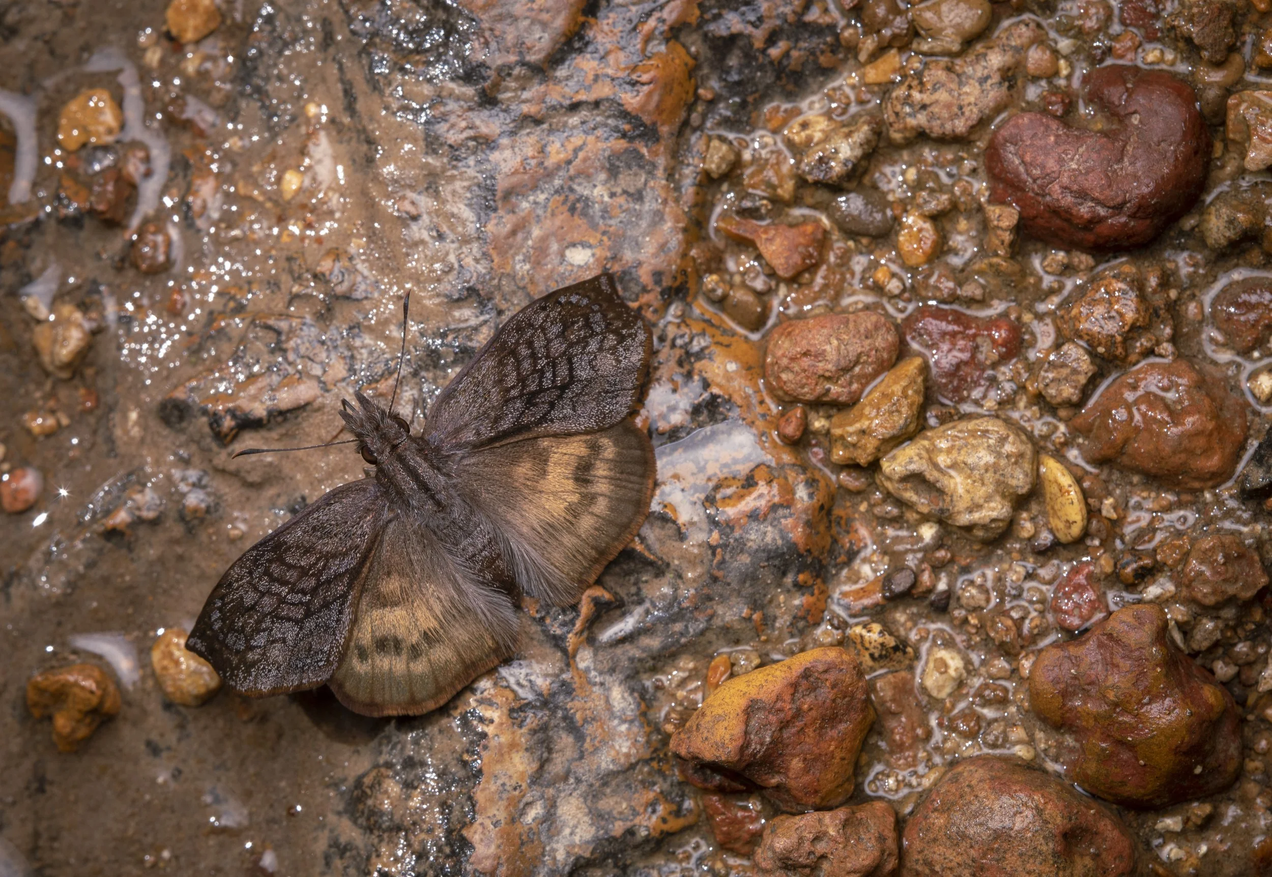 Lepidoptera - 12.jpg