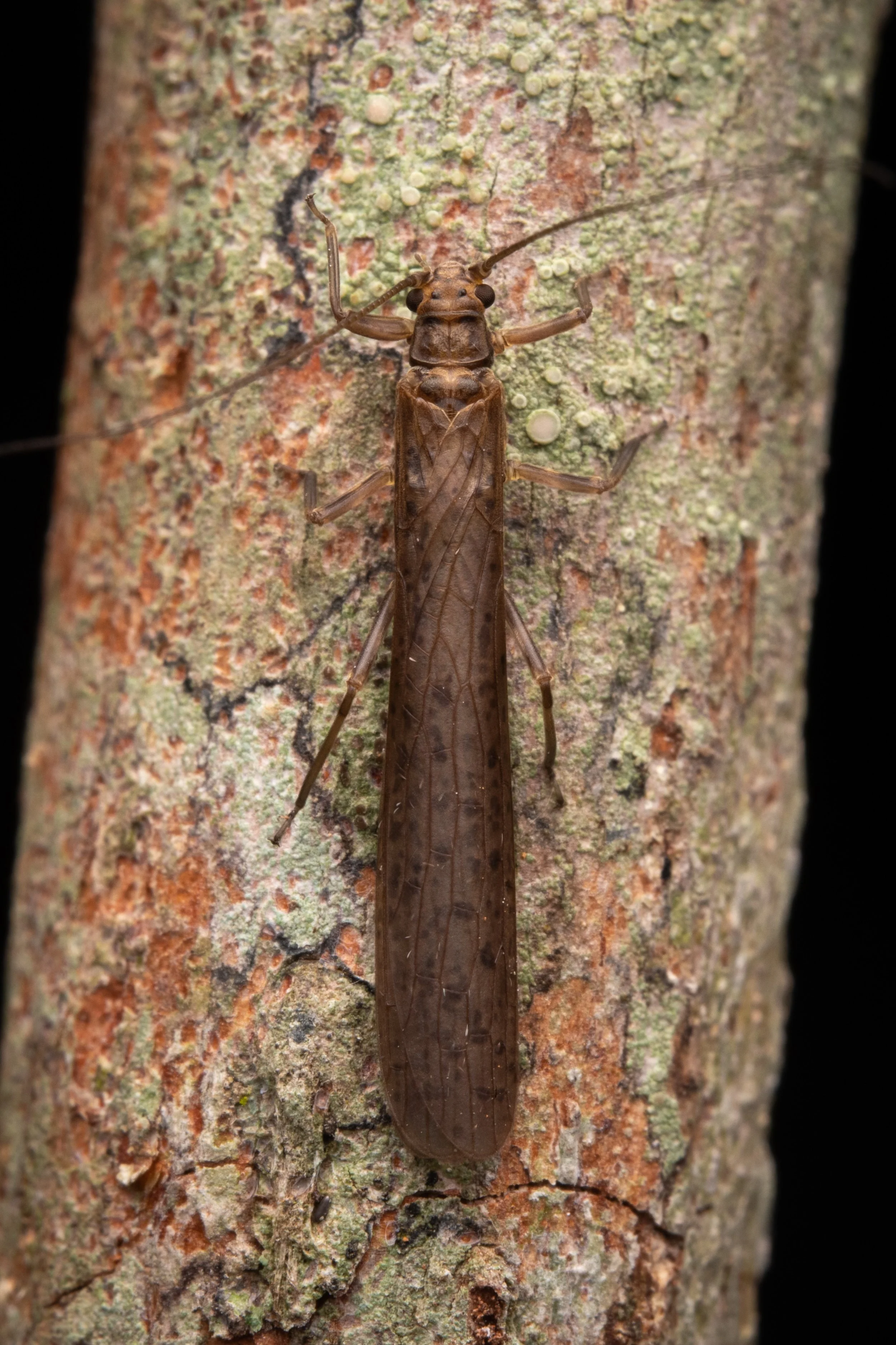 Plecoptera - 70.jpeg