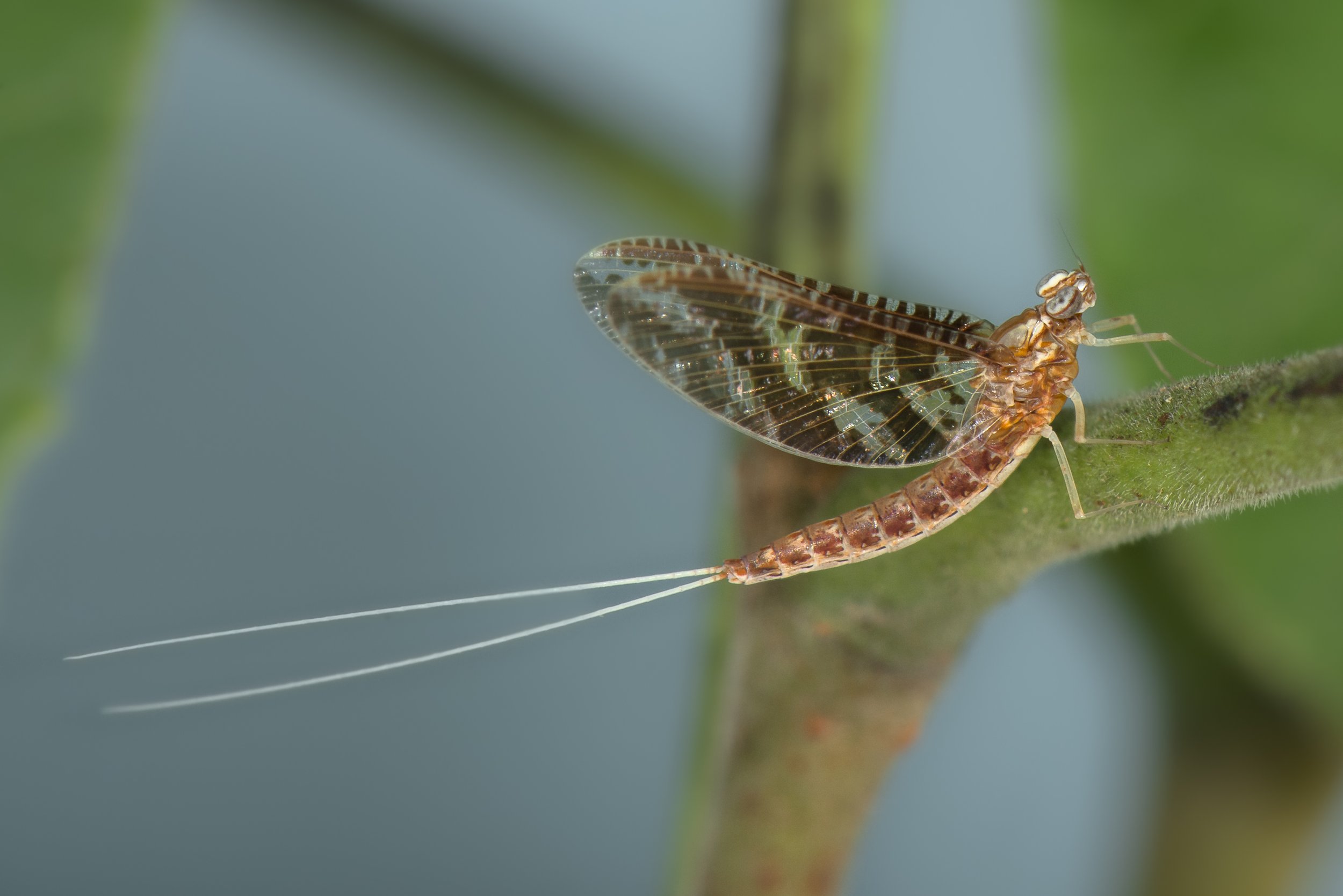 Ephemeroptera - 47.JPG