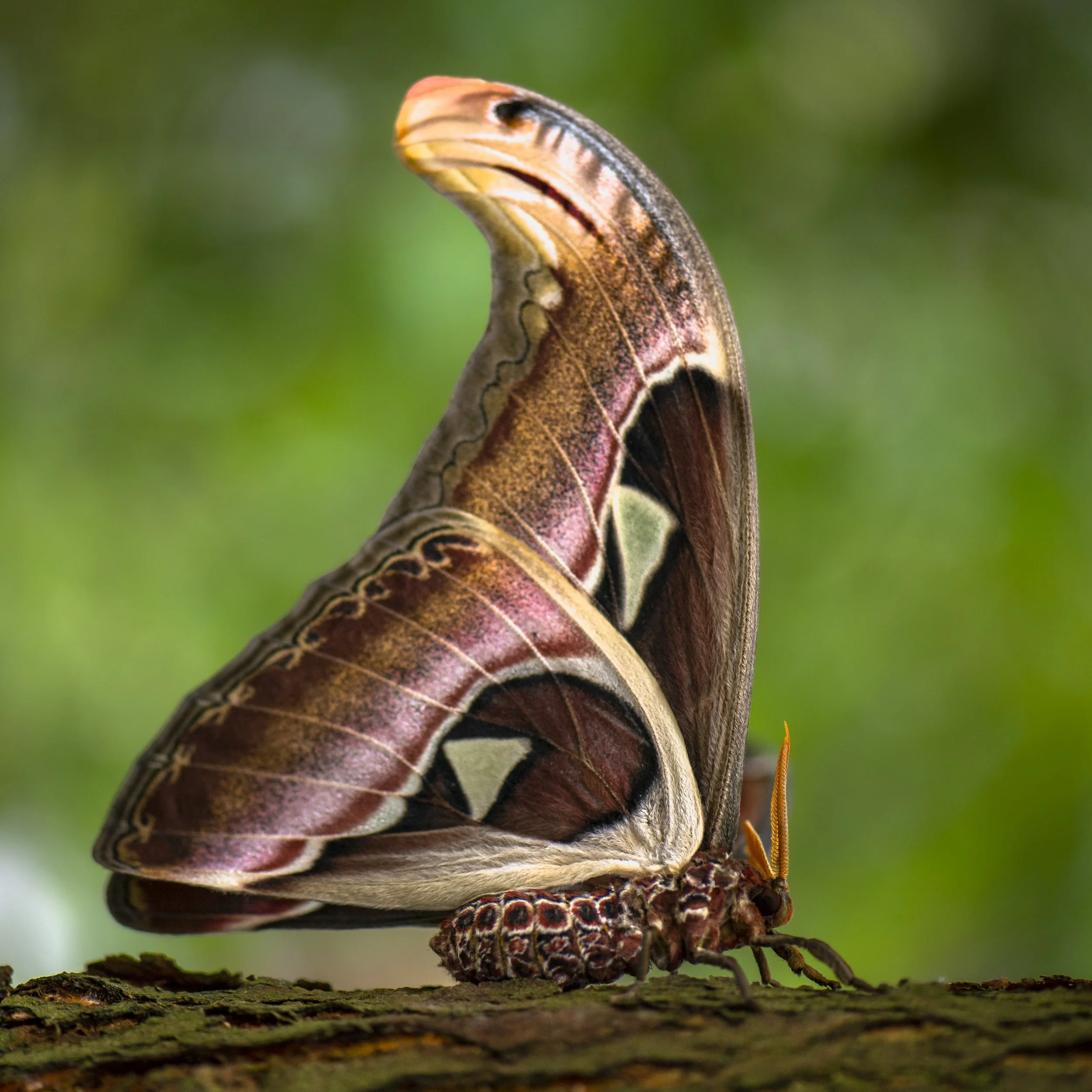 Lepidoptera - 73.jpg