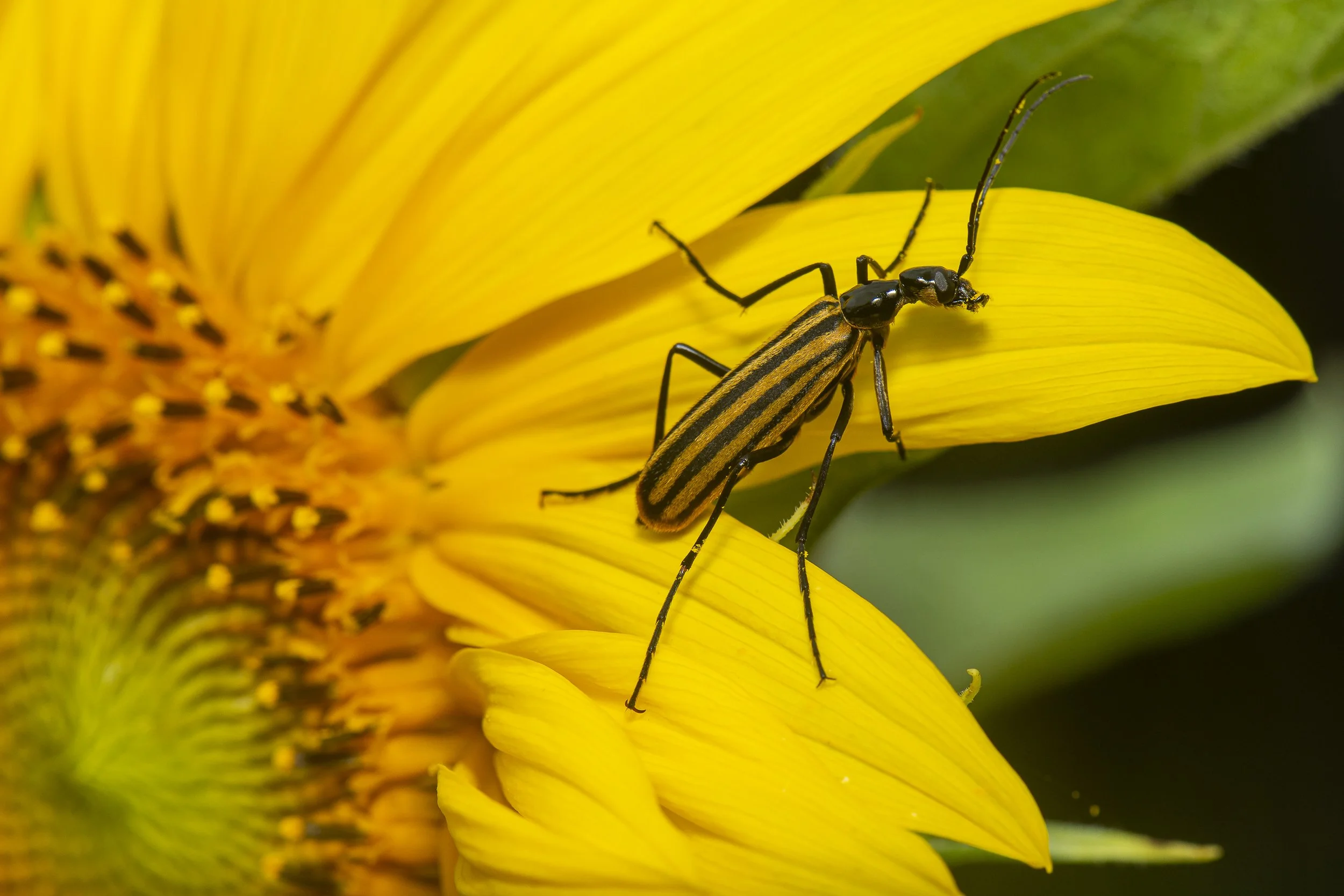 Coleoptera - 127.JPG