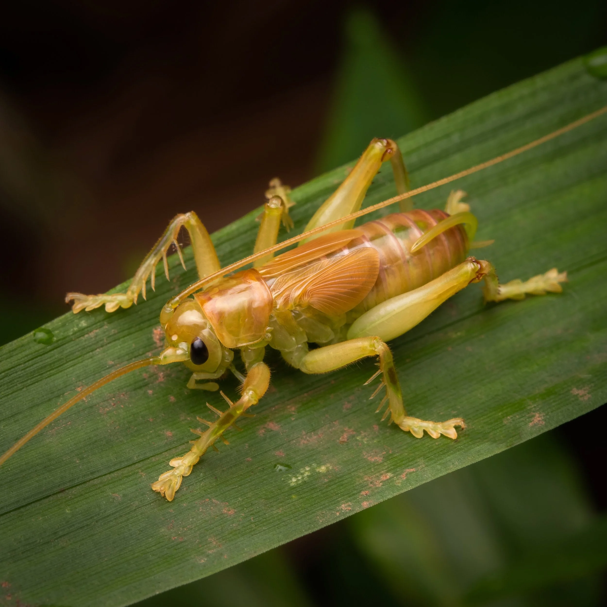 Orthoptera - 41.jpeg