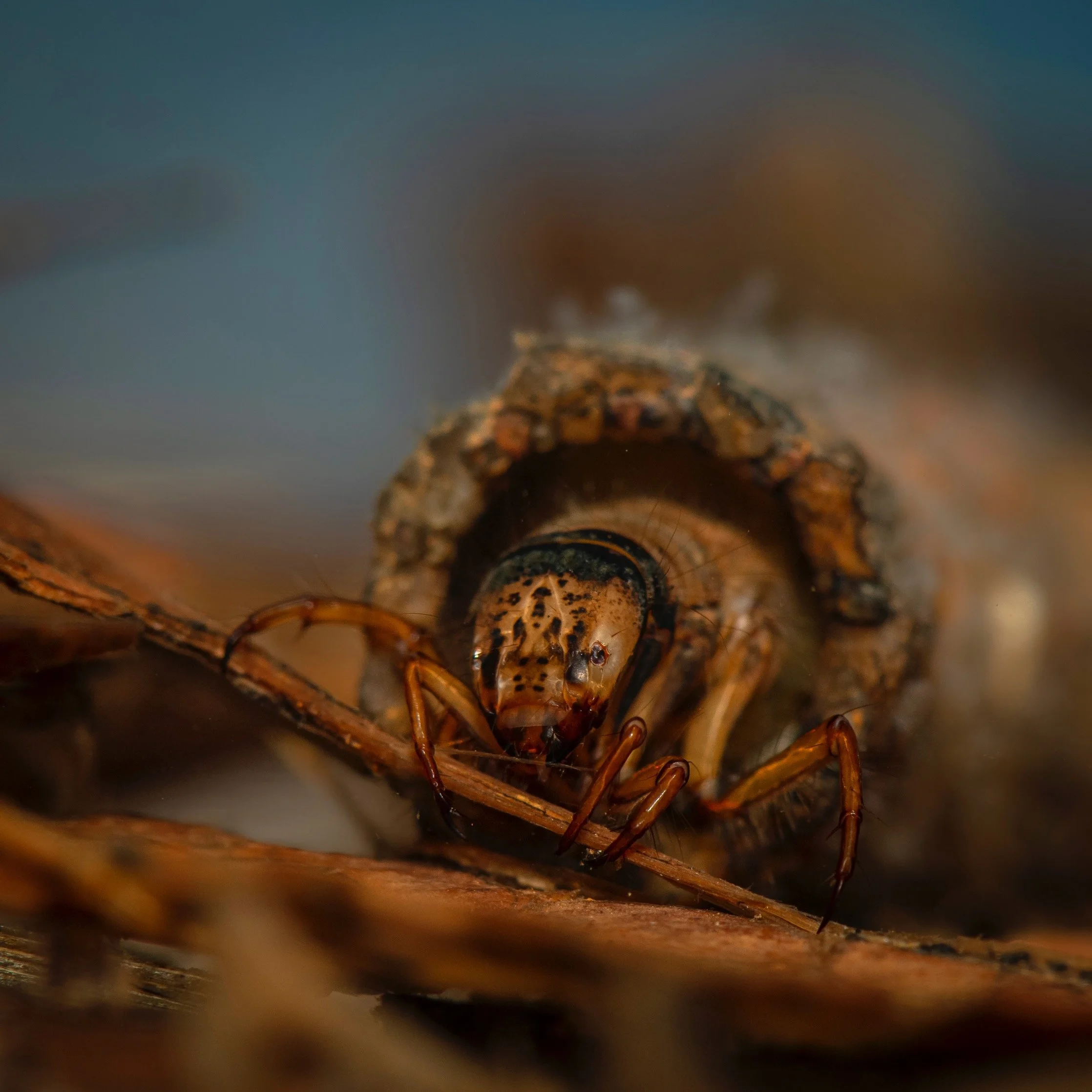 Trichoptera - 35.jpeg