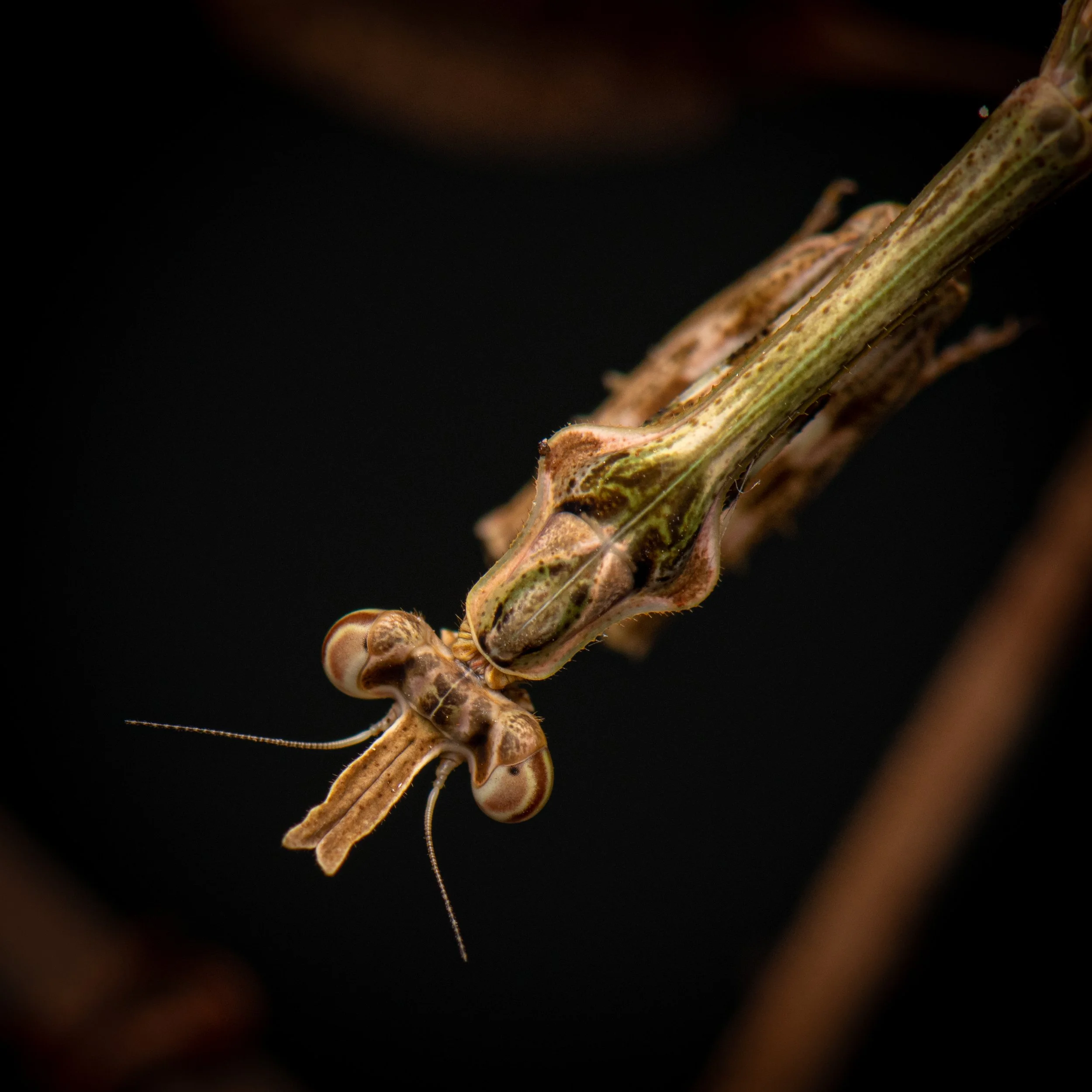 Mantodea - 45.jpg