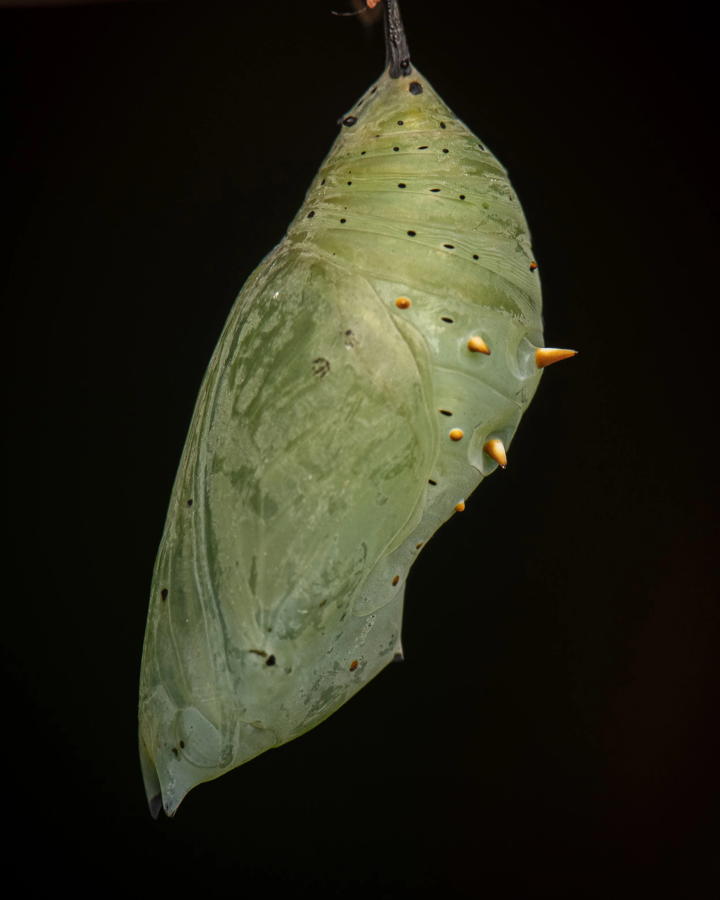 Lepidoptera - 35.jpg