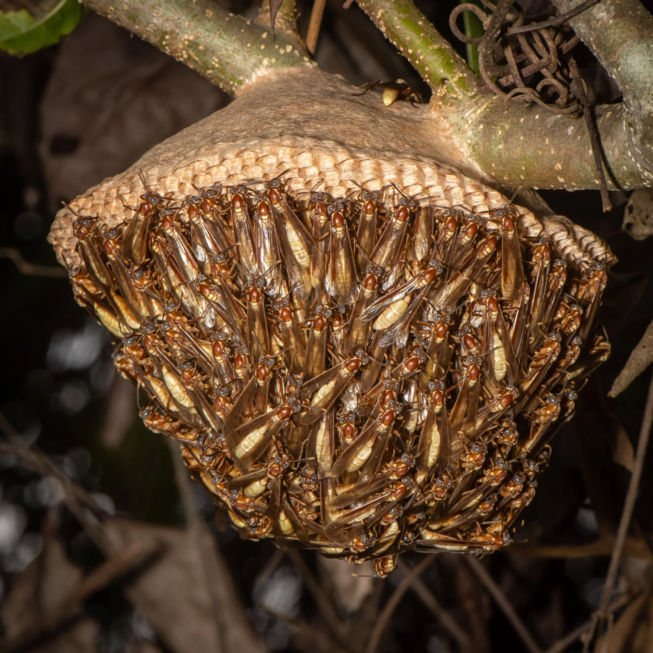 Hymenoptera - 79.jpg