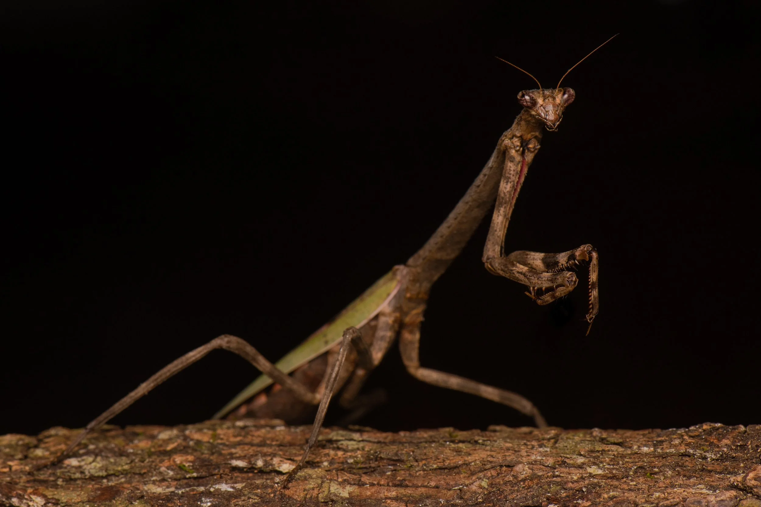 MANTODEA