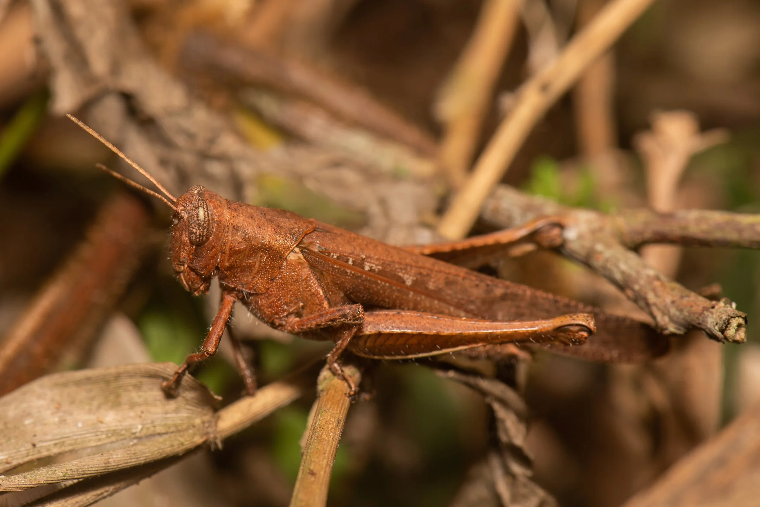 Orthoptera - 72.jpeg