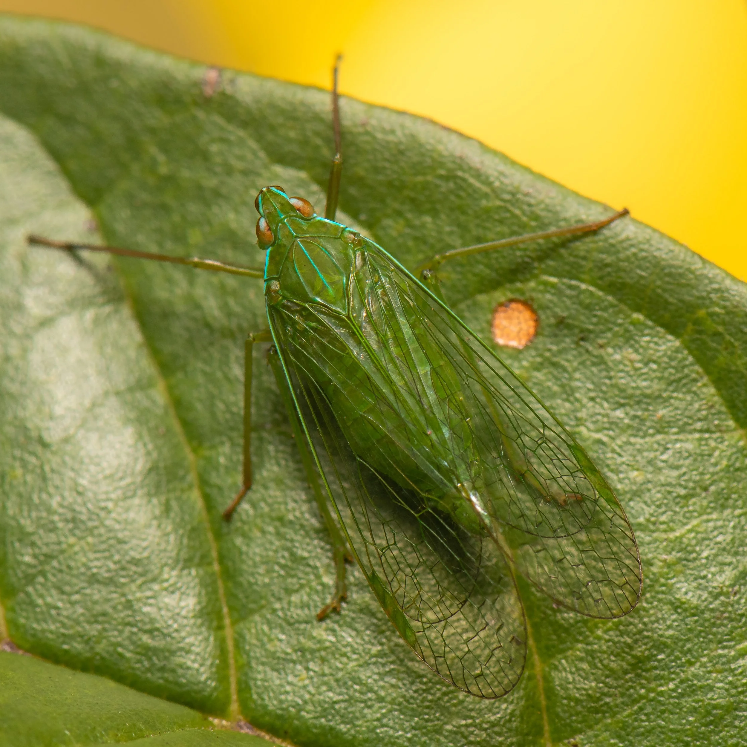 Hemiptera - 29.jpg