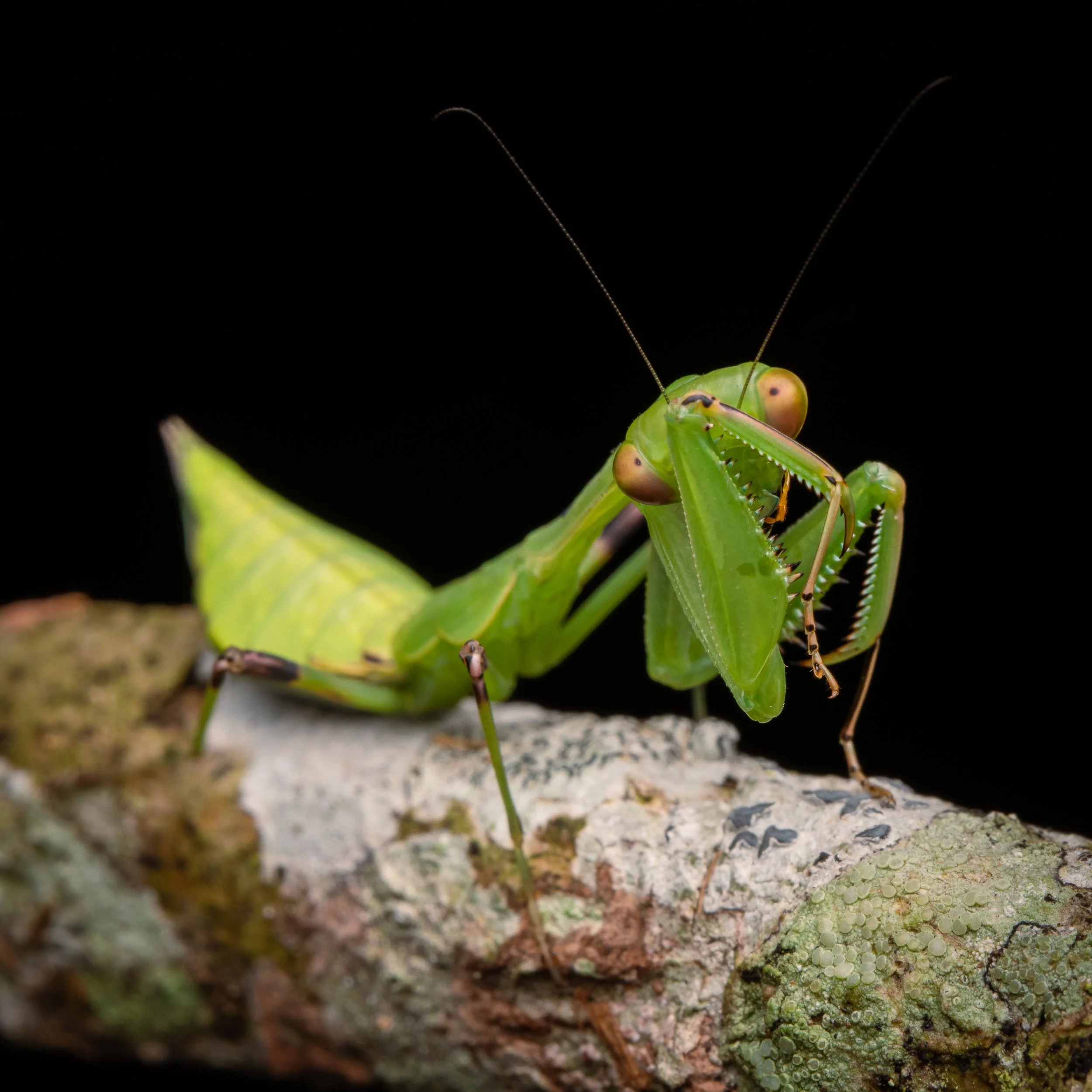 Mantodea - 37.jpg