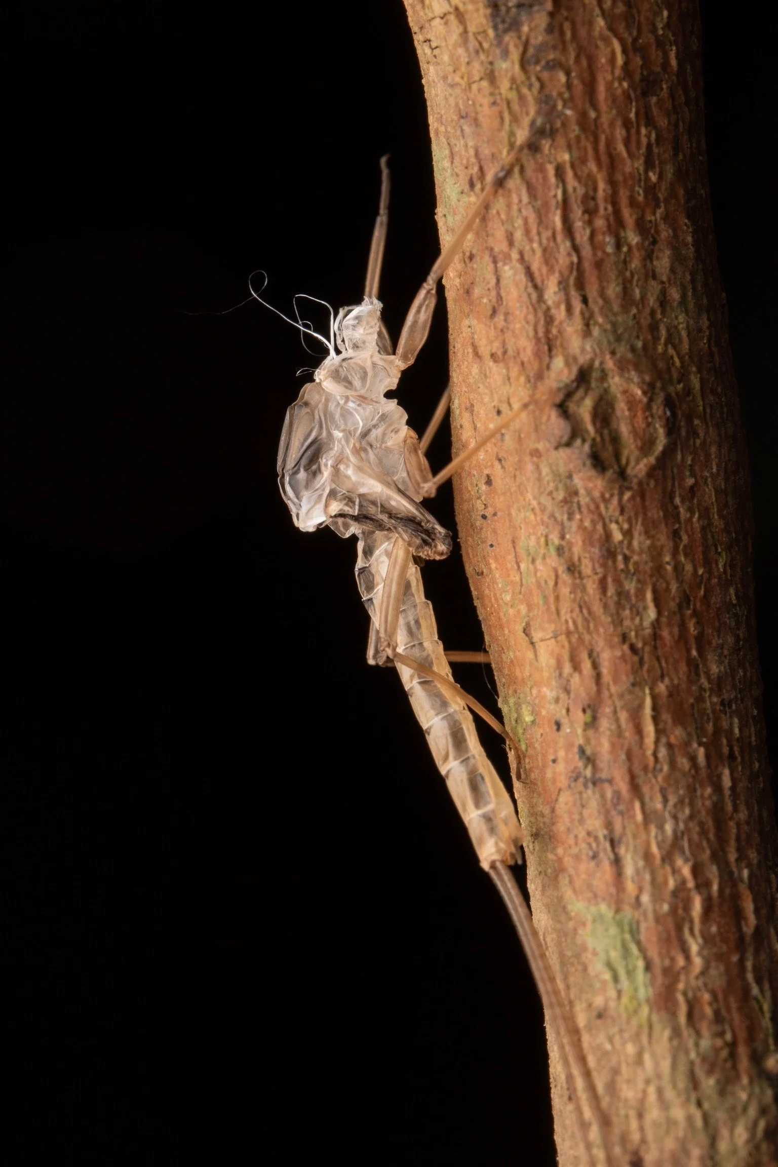 Leptophlebiidae - 64.jpeg