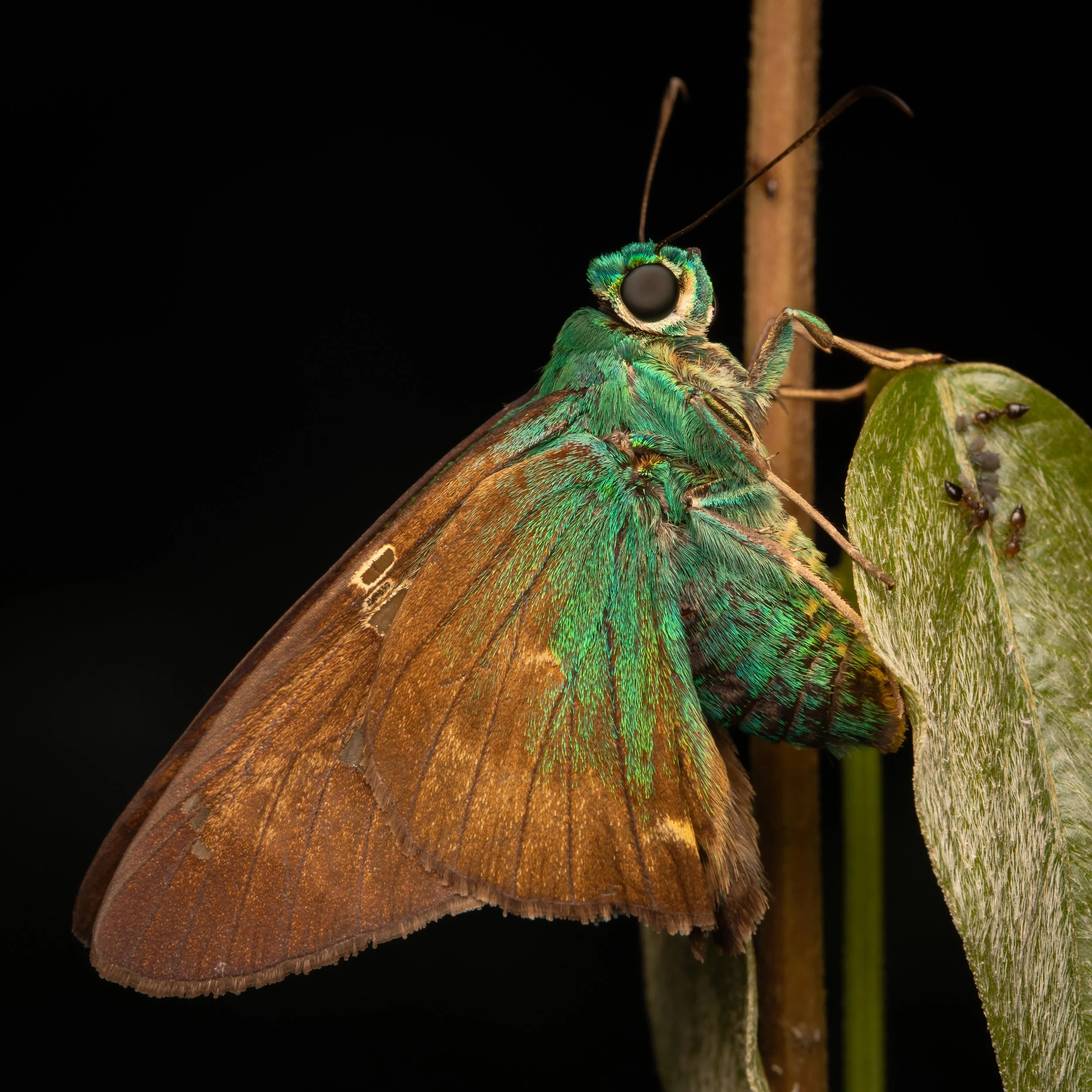 Lepidoptera - 4.jpg