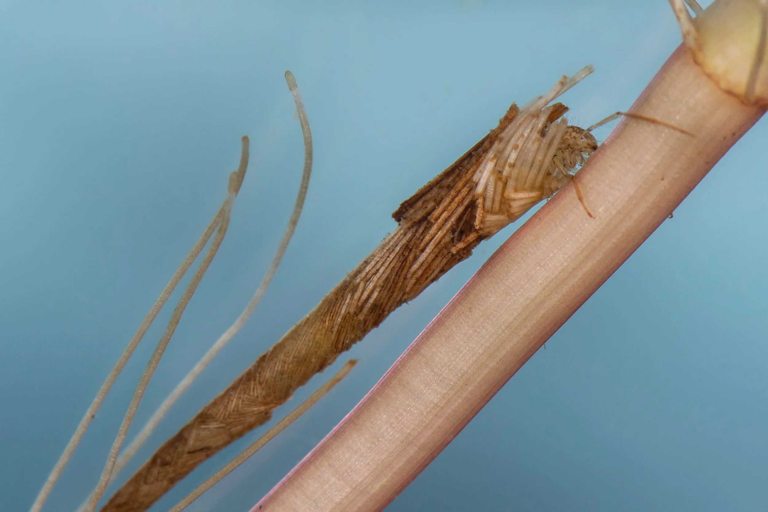 Trichoptera - 40.jpeg