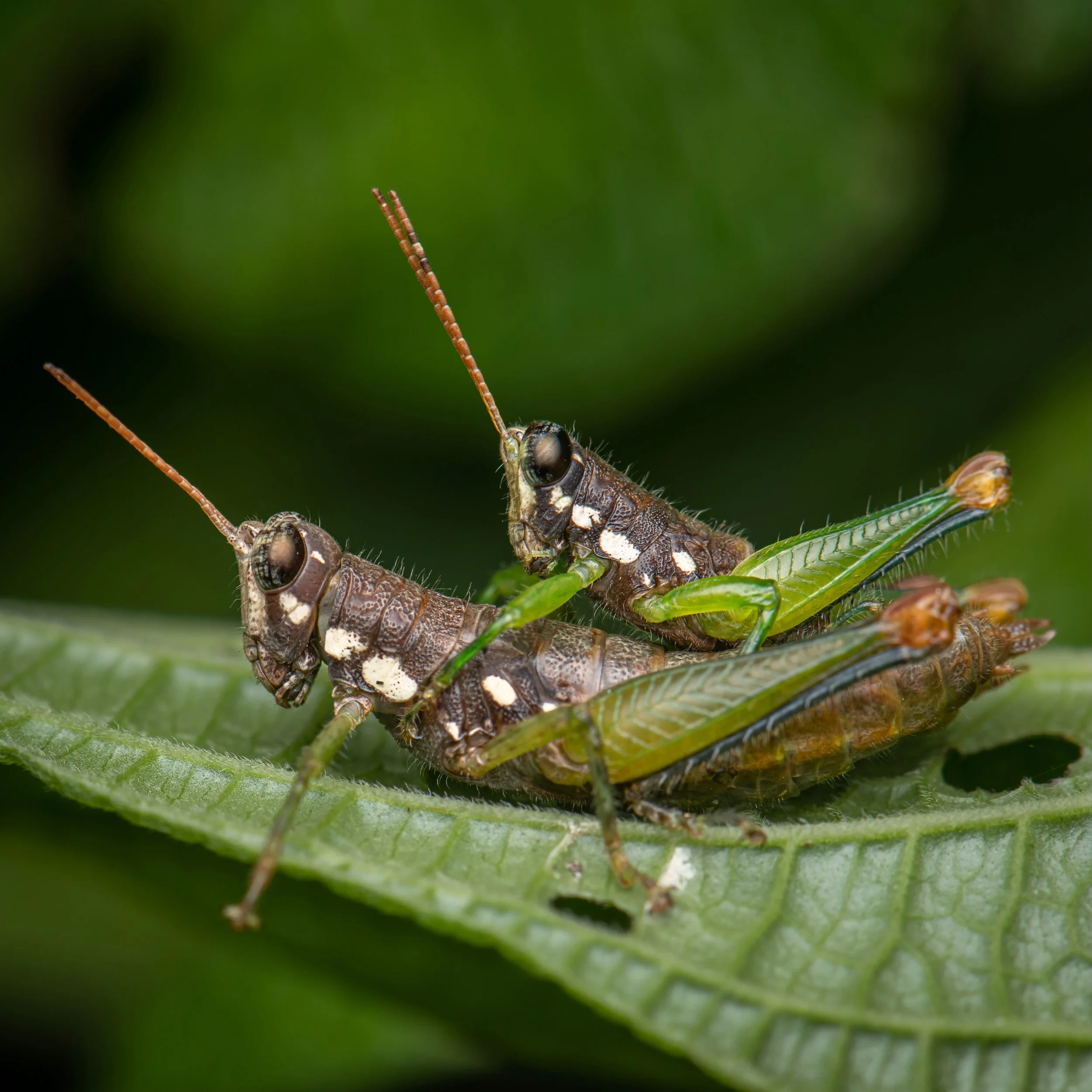 Orthoptera - 54.jpeg