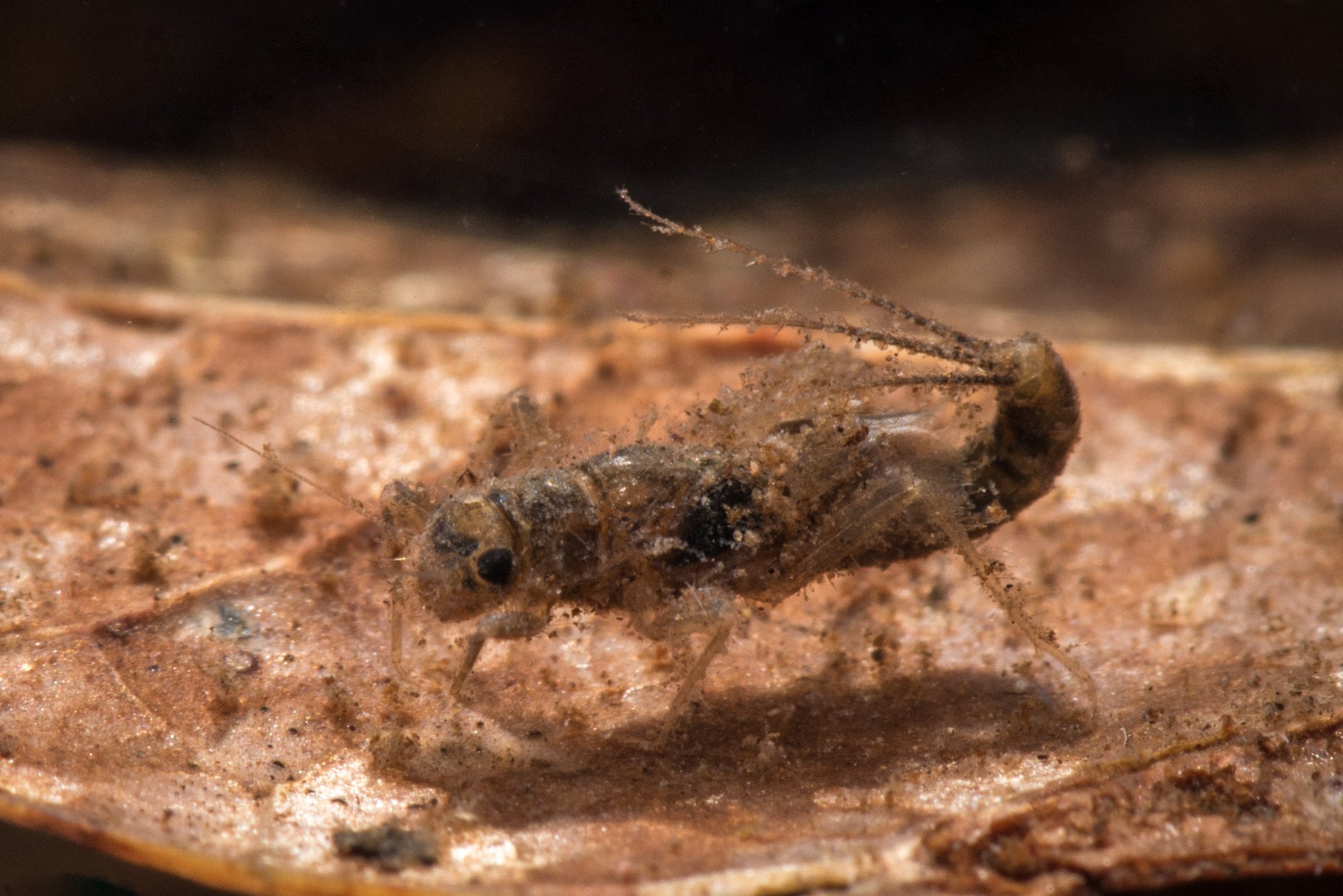 Ephemeroptera - 41.jpg