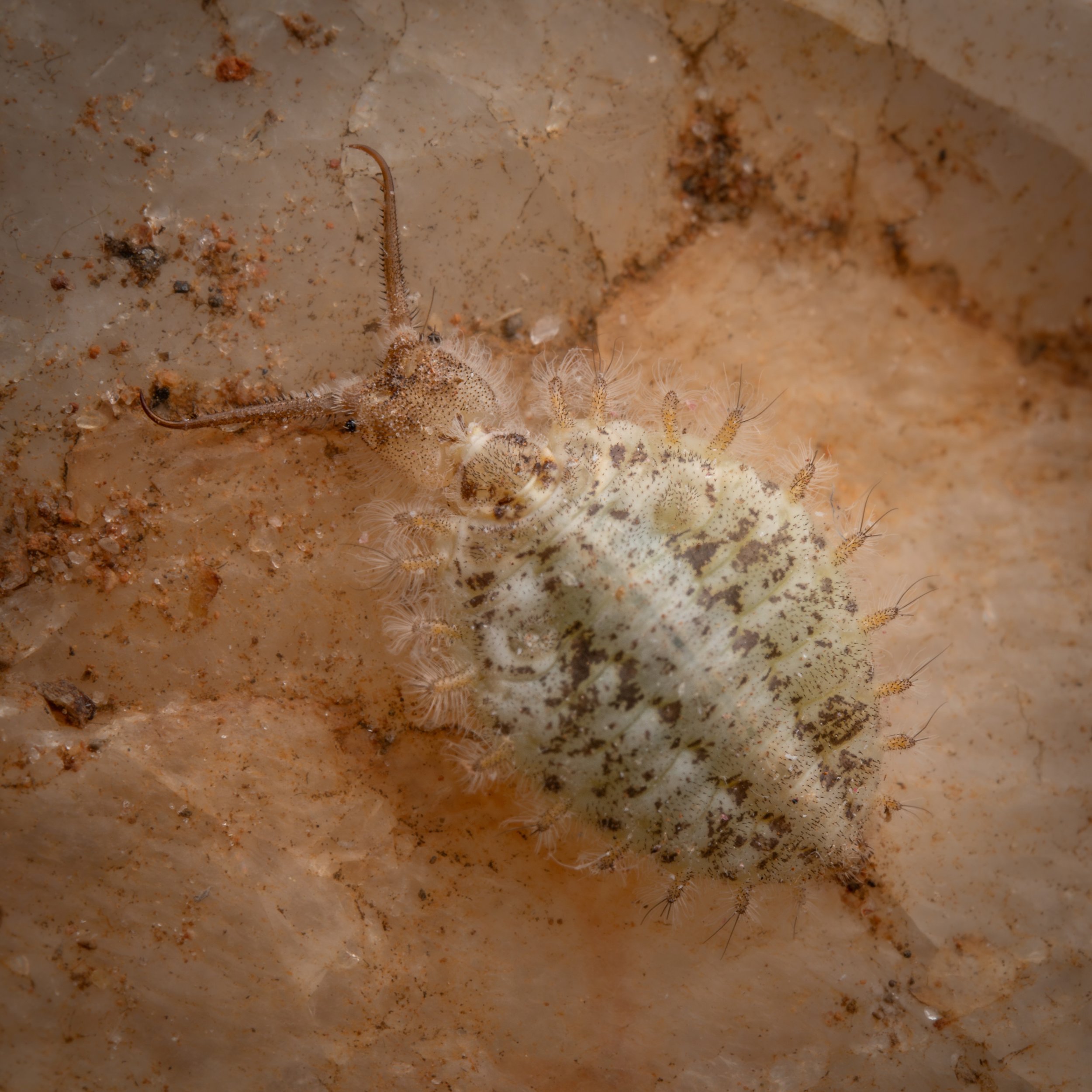 Neuroptera - 32 - 2.jpeg