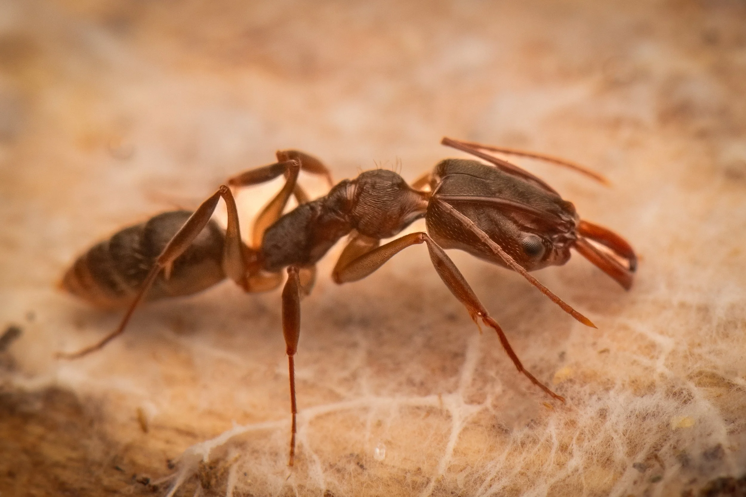 Hymenoptera - 54.jpg