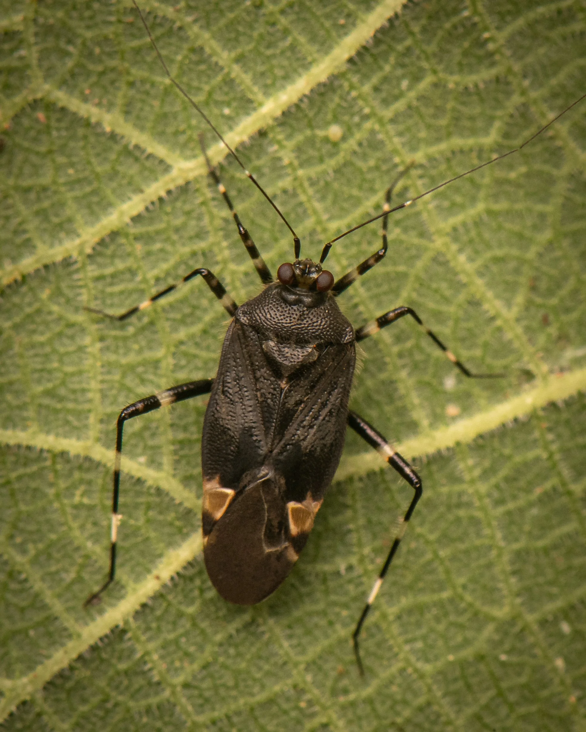 Hemiptera - 53.jpg