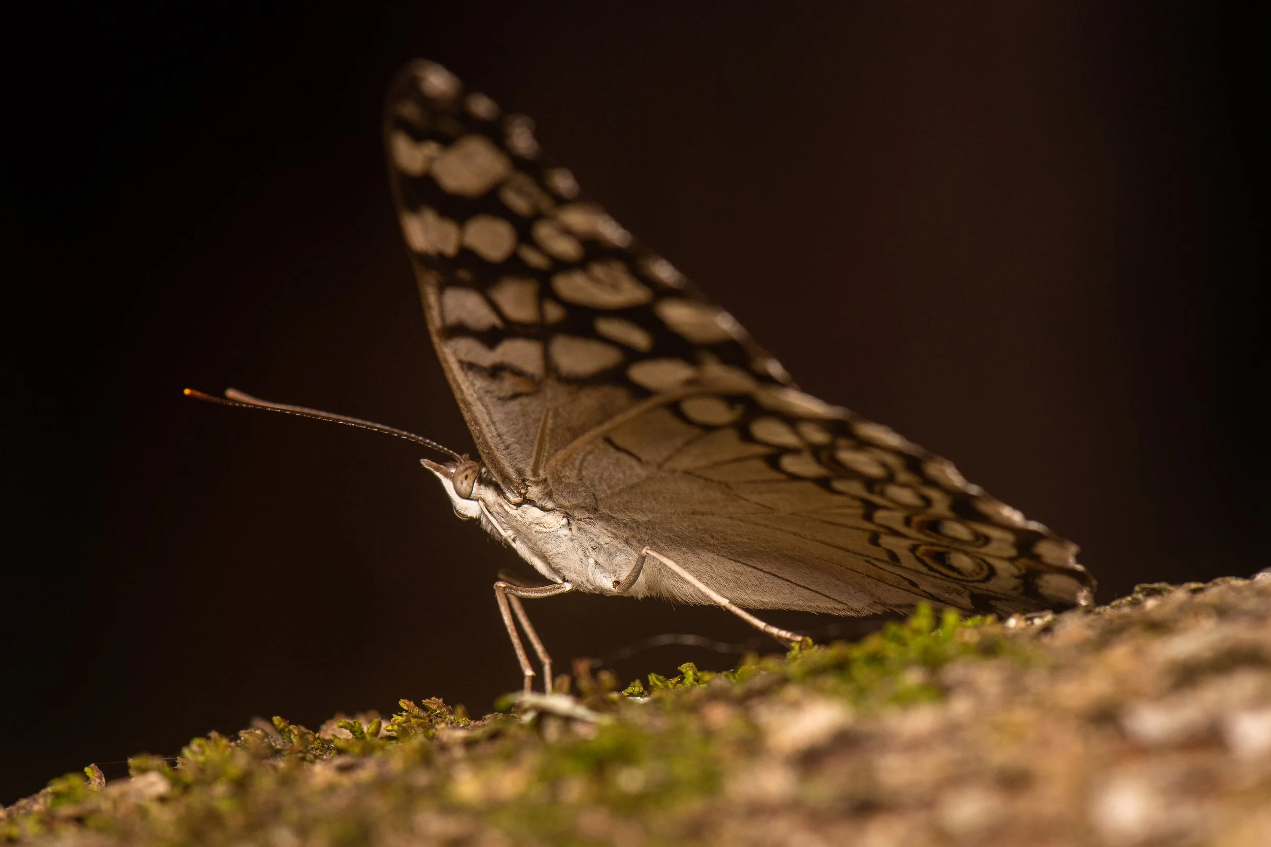 Lepidoptera - 50.jpg