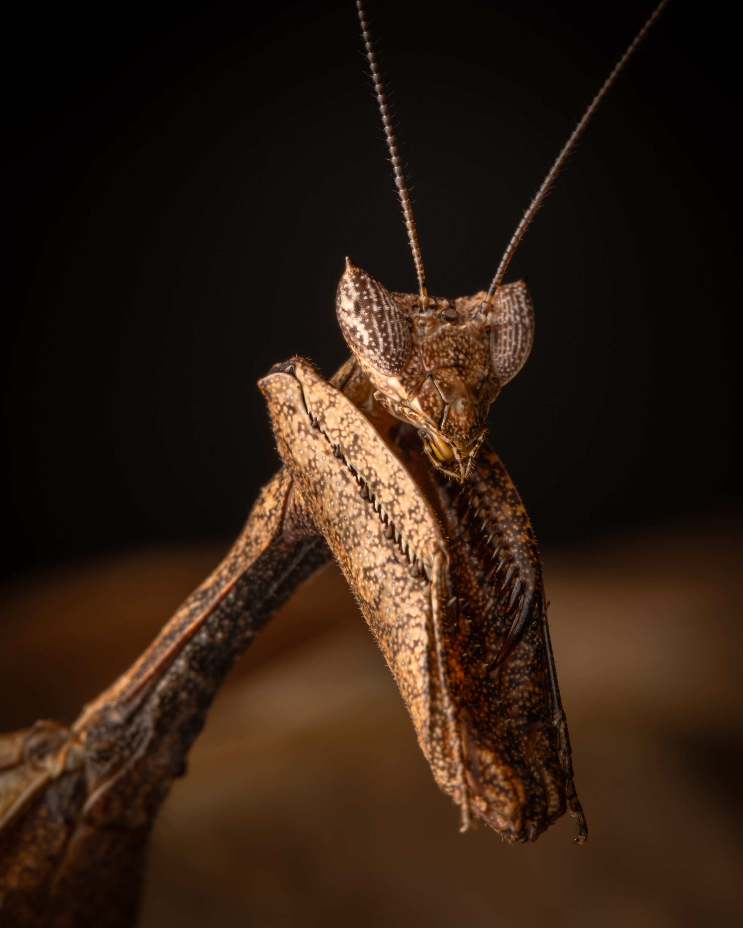 Mantodea - 9.jpg