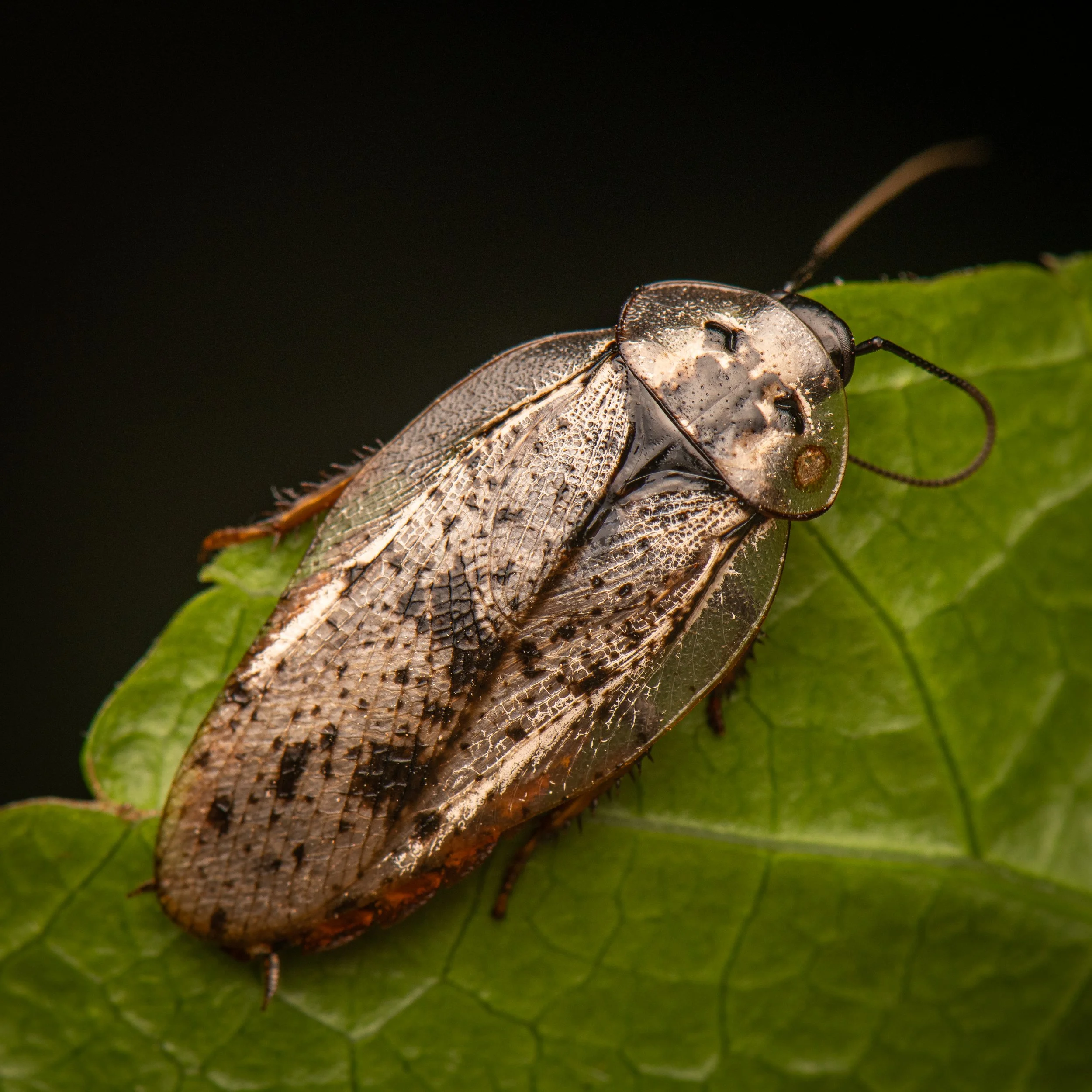 Blattodea - 9.jpg