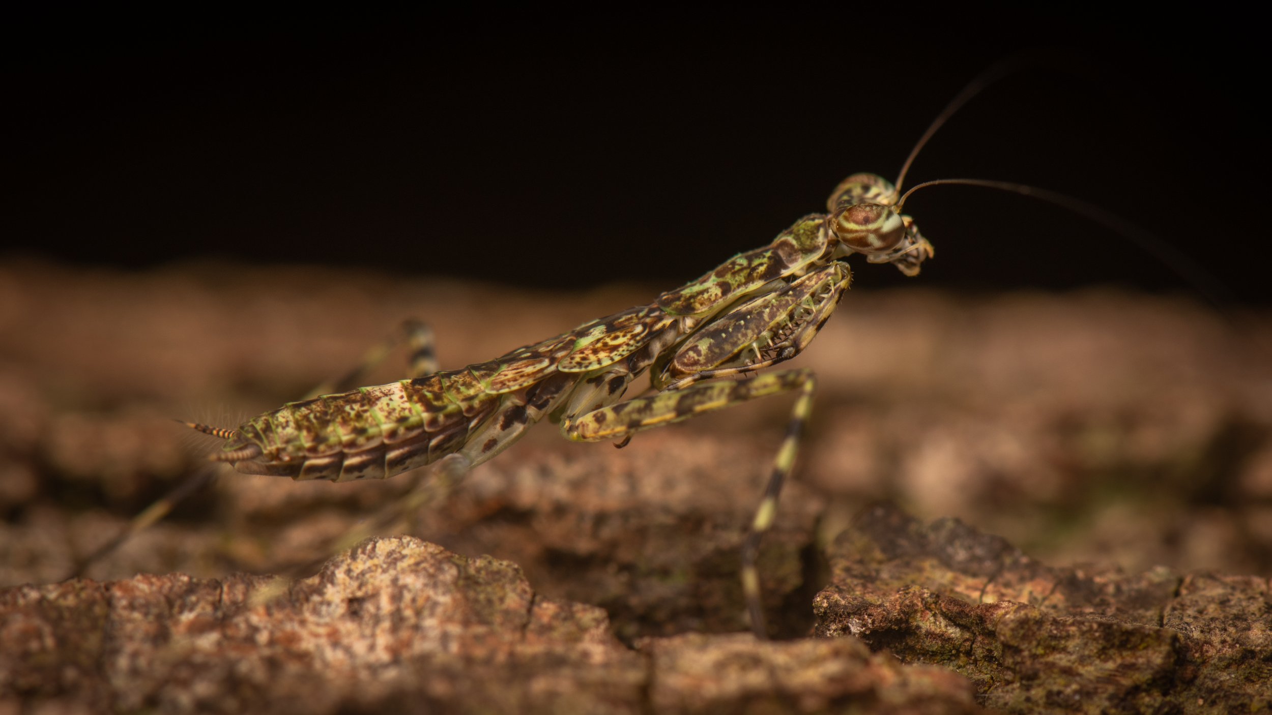 Mantodea - 51.jpg