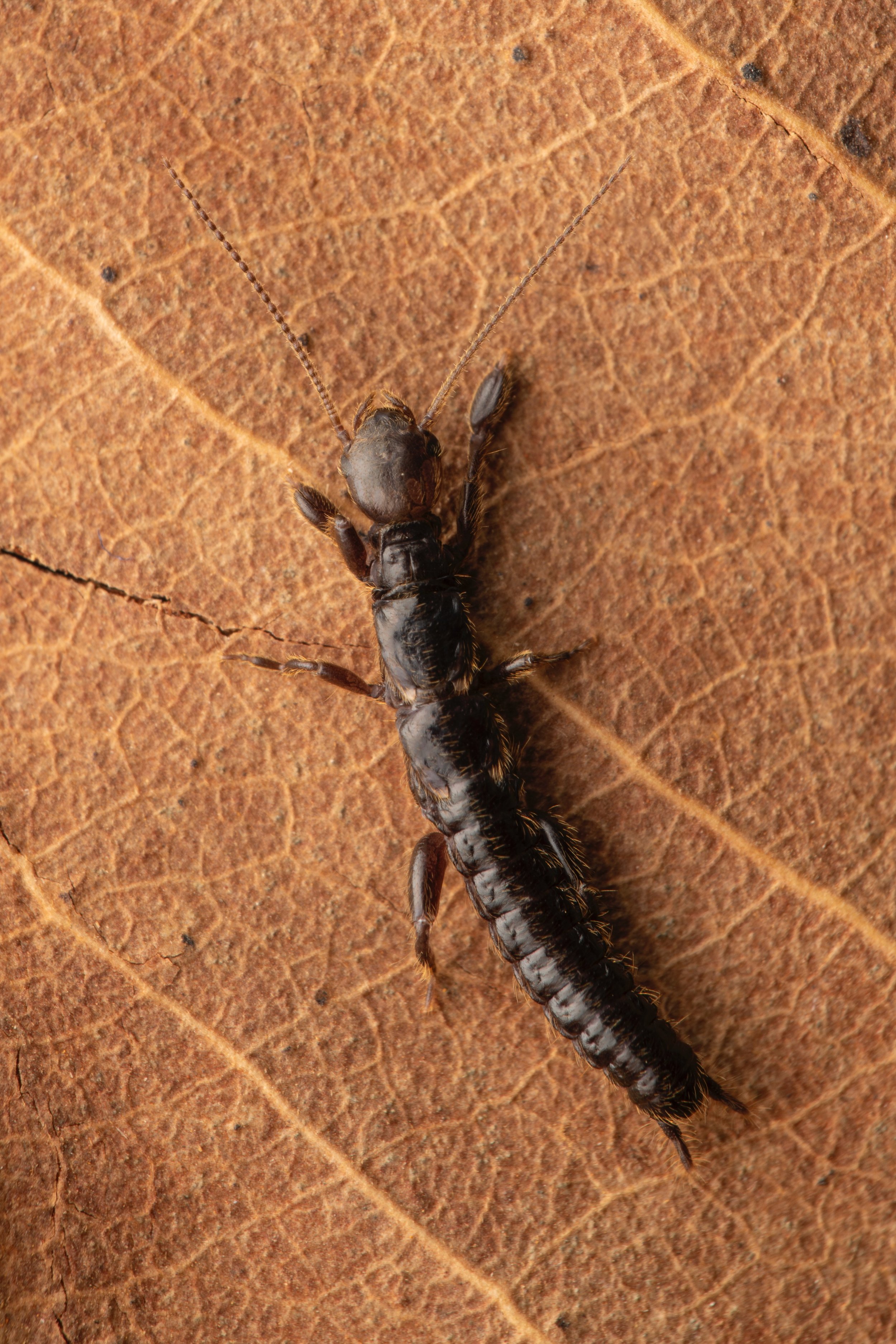 Embioptera - 09 - 4.jpeg