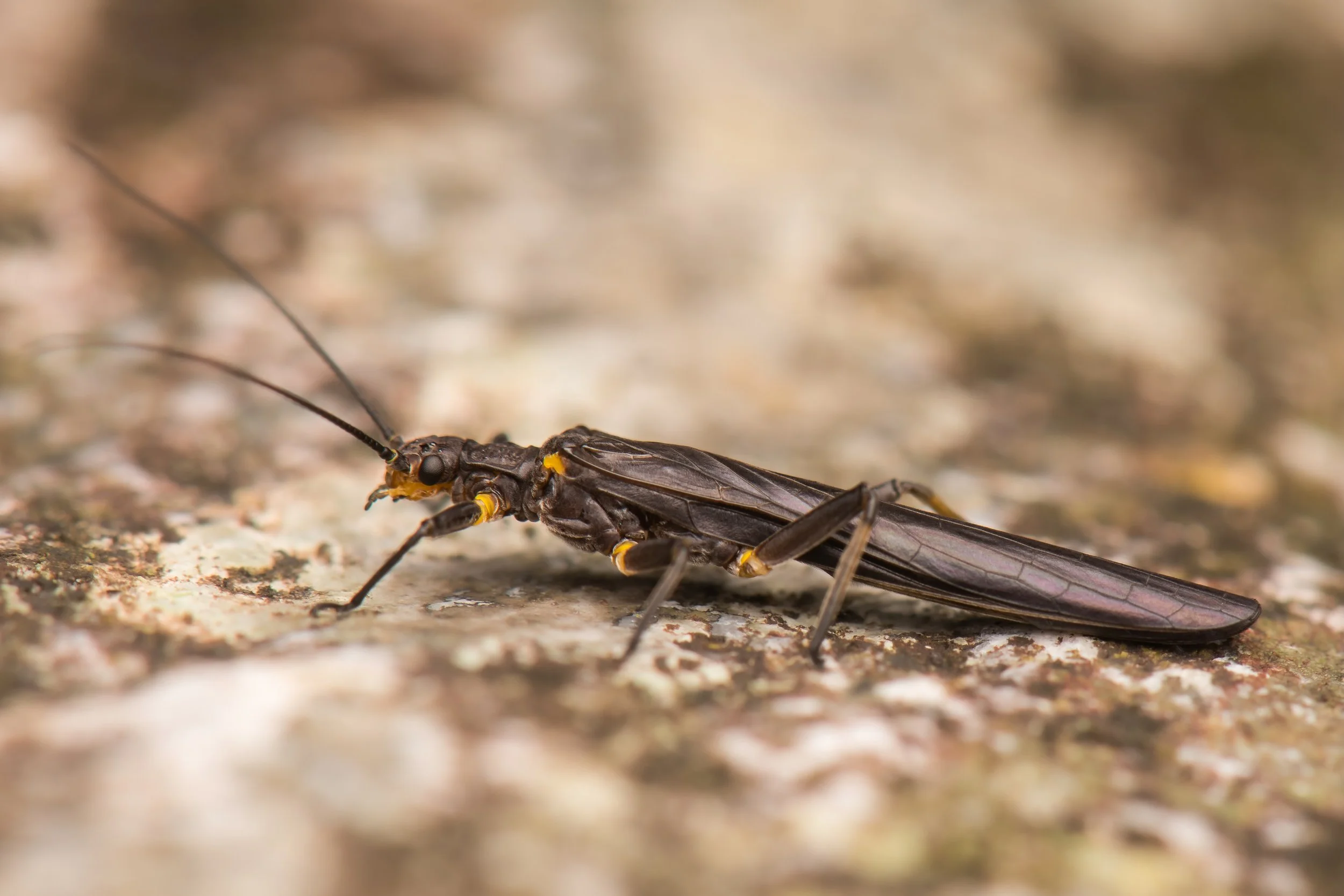 Plecoptera - 90.jpeg