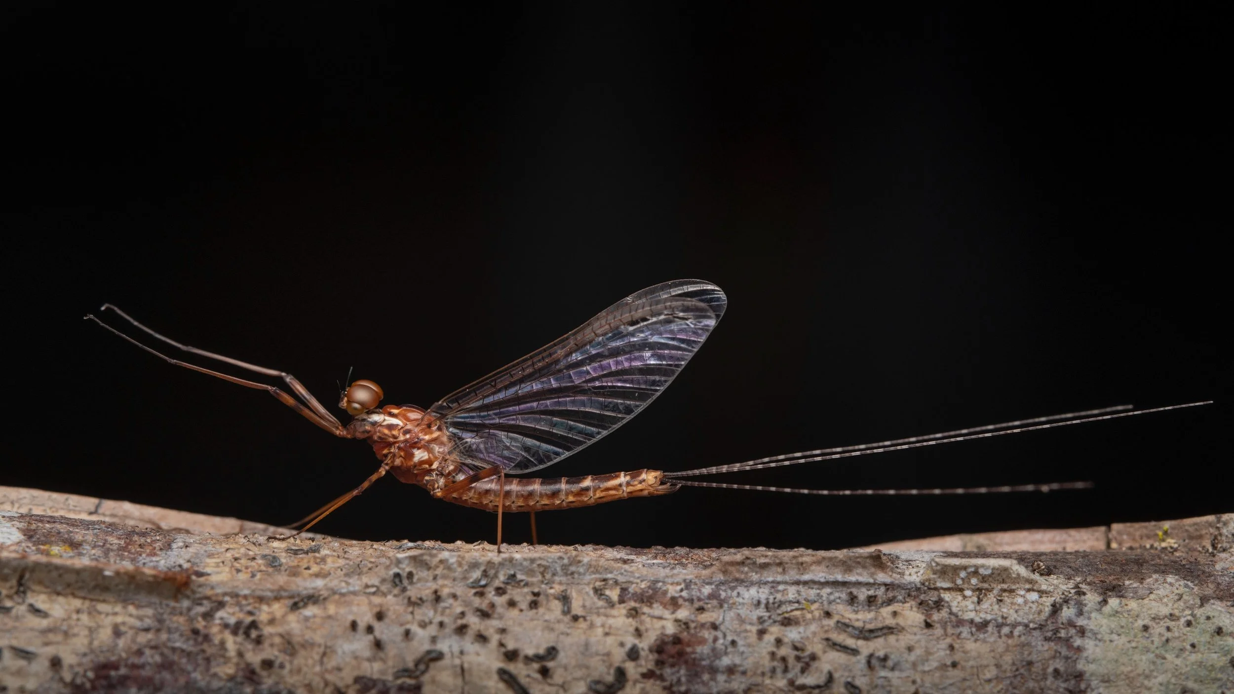 Leptophlebiidae - 84.jpeg