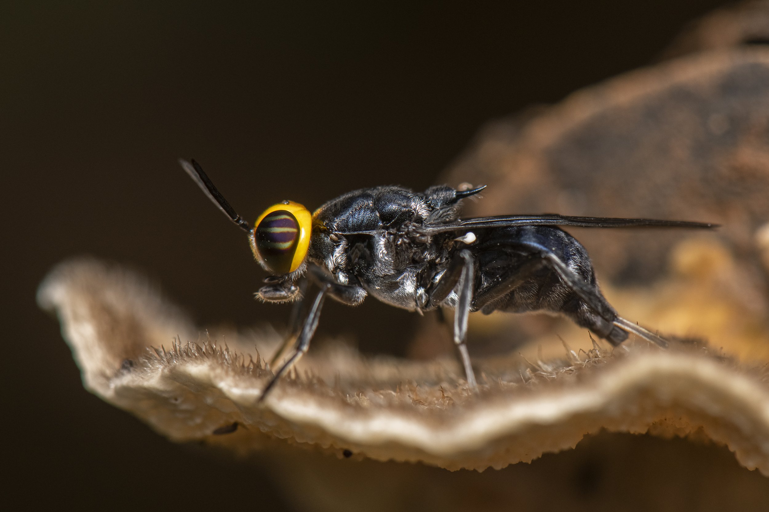 Diptera - 32.JPG
