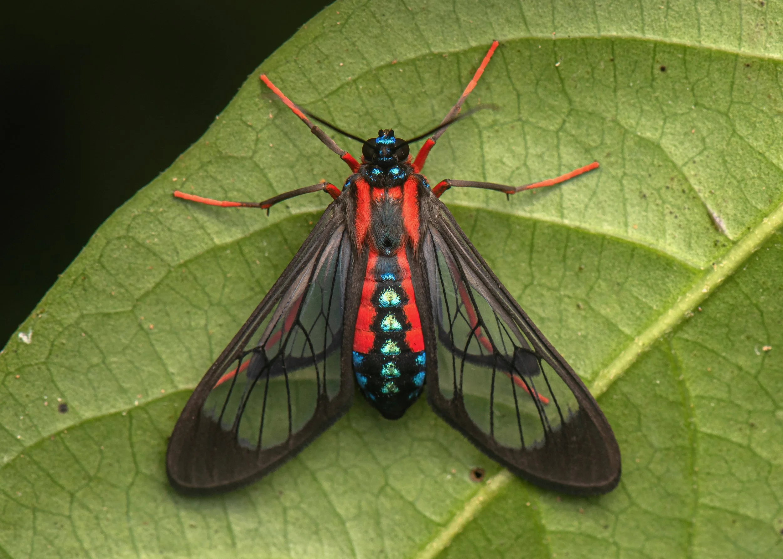 Você já olhou para uma borboleta ou mesmo uma mariposa e pensou que aquelas cores dariam uma bela estampa? Com padrões e tonalidades impressionantes, muitas parecem ter saído de um desfile da natureza. Mas, para elas, as cores não existem só pela bel