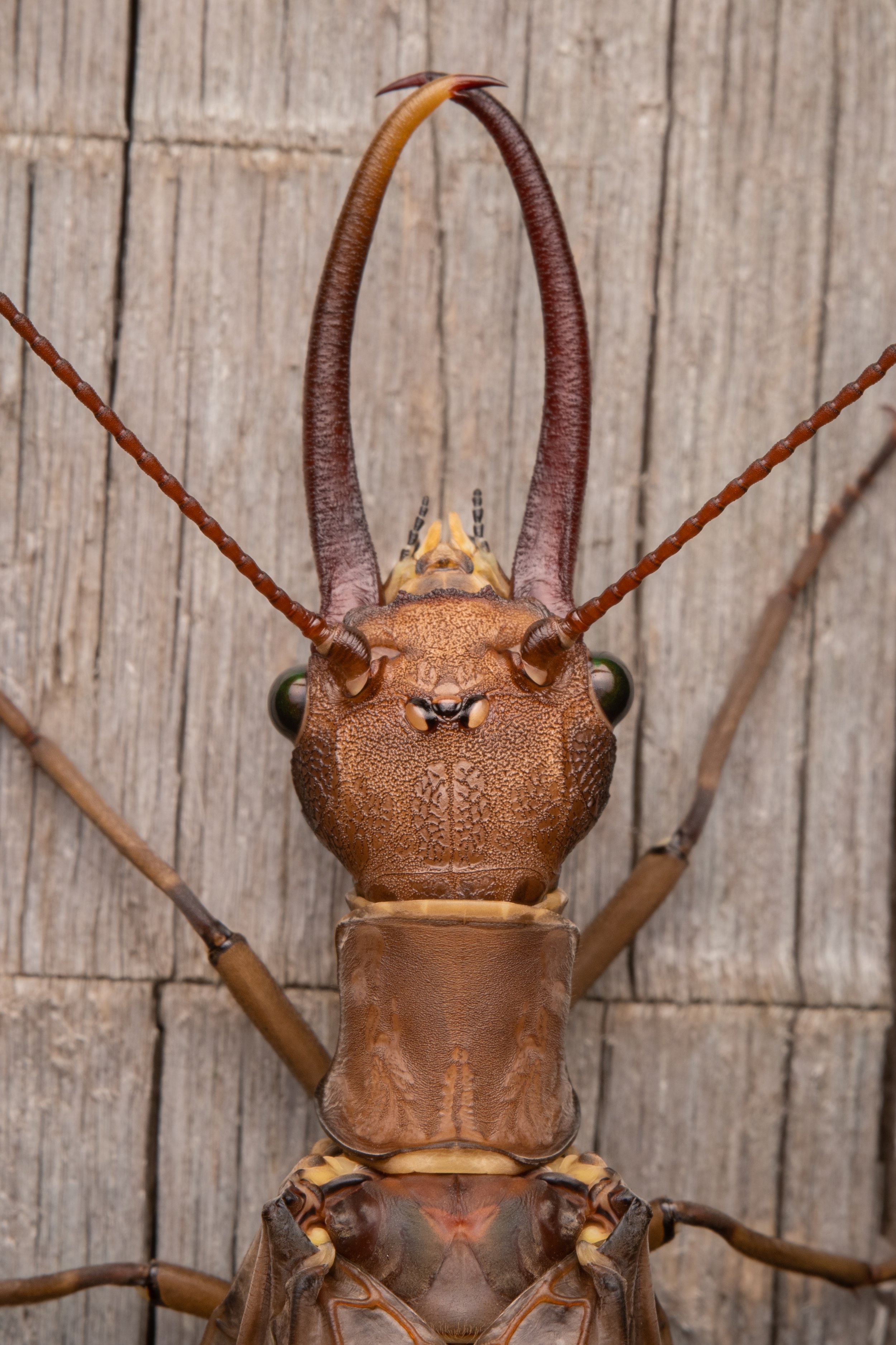 Megaloptera - 9.jpeg