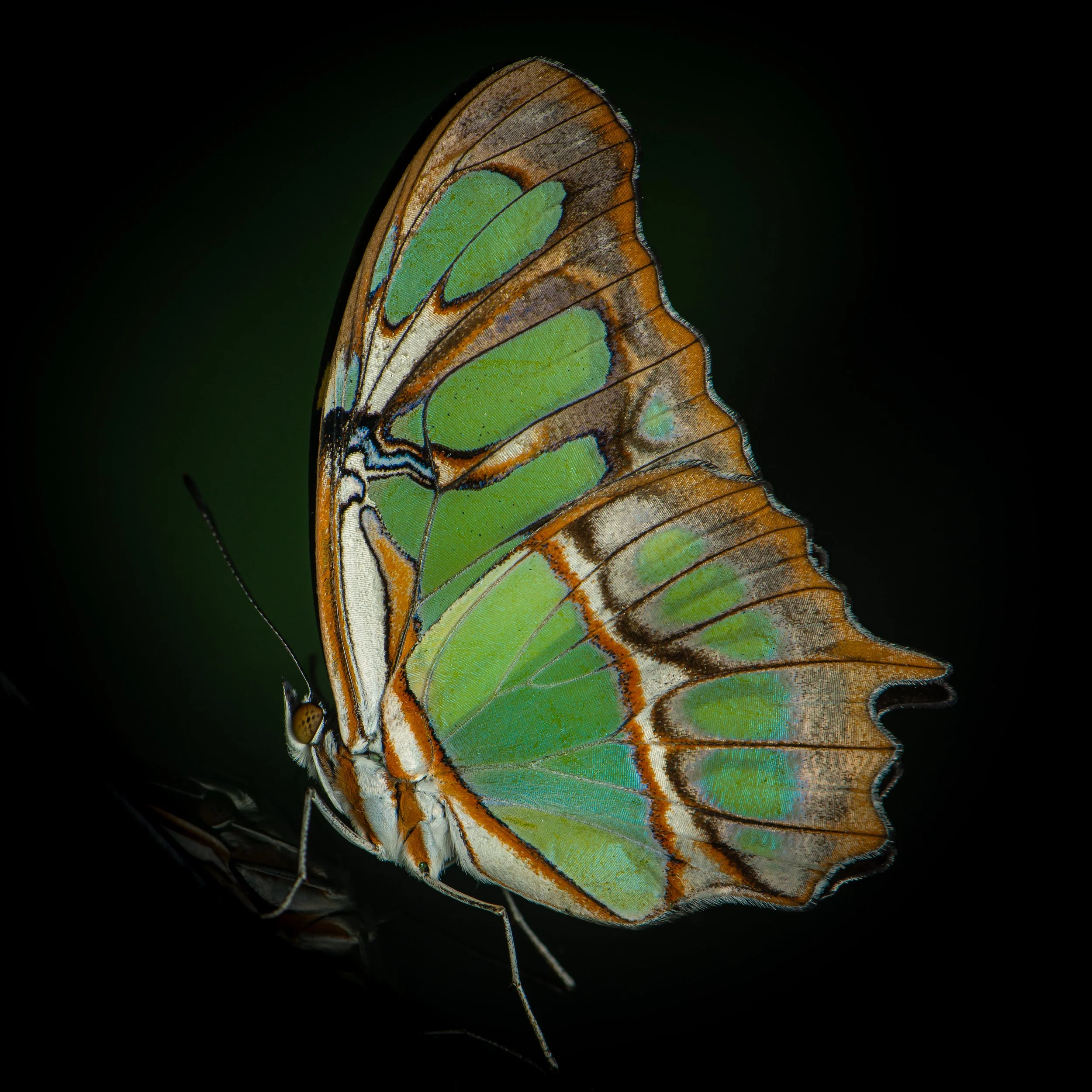 Lepidoptera - 60.jpg