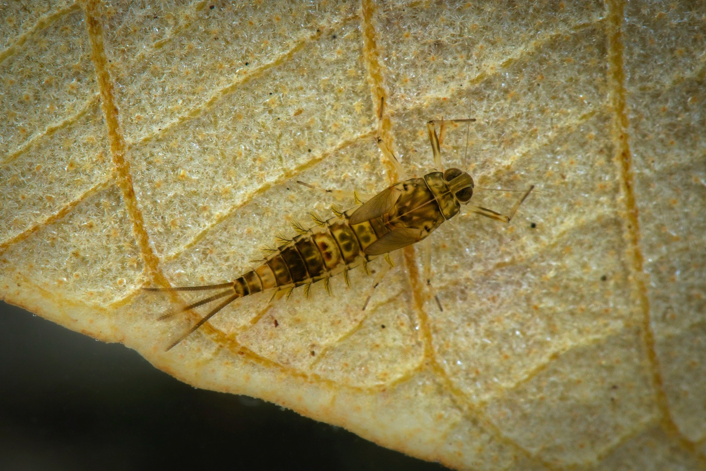 Baetidae - 2.jpeg
