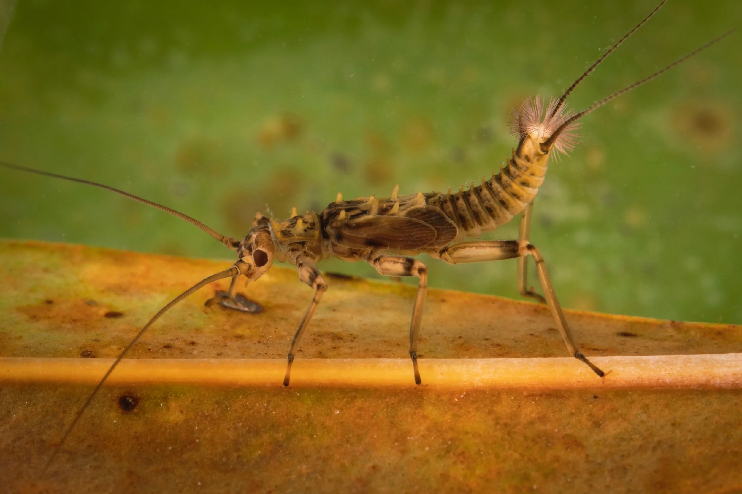 Plecoptera - 21.jpeg