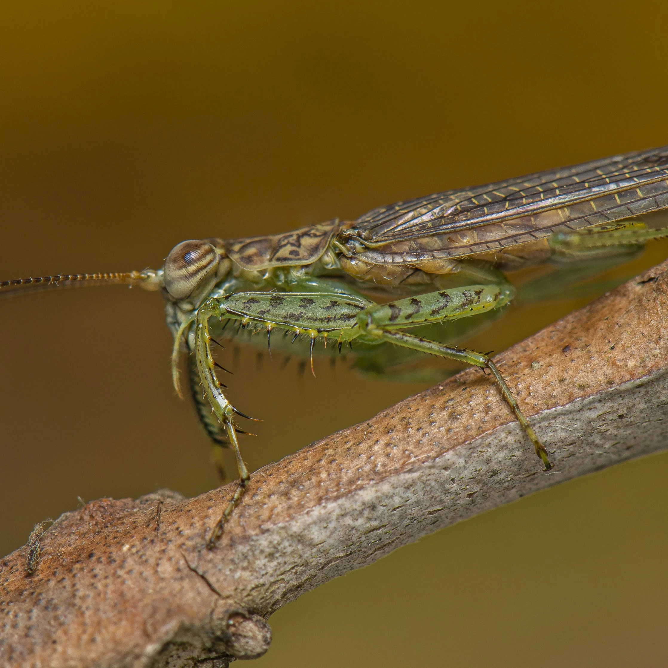 Mantodea - 74.JPG