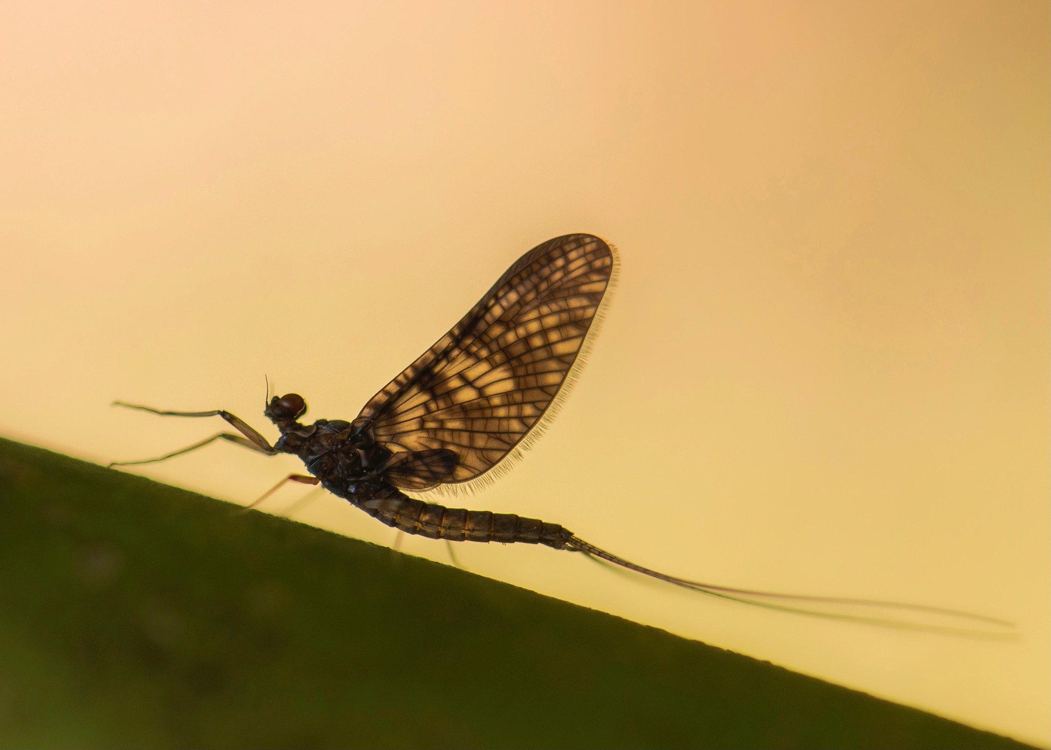 Leptophlebiidae - 35.jpeg