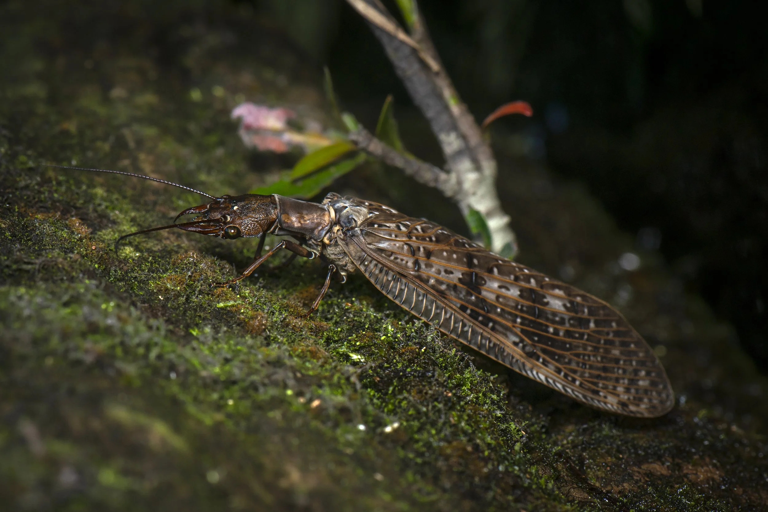 Megaloptera - 20.JPG