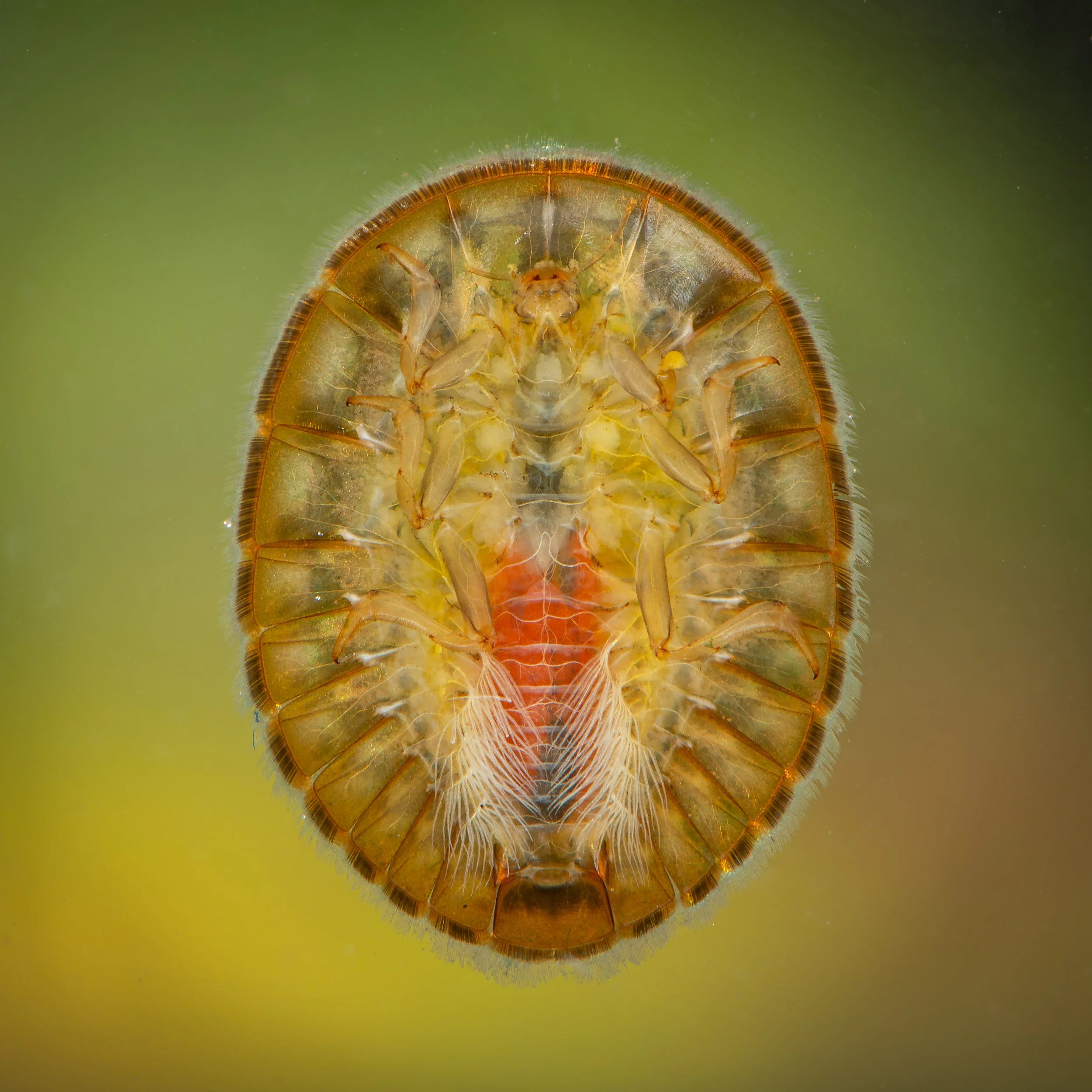 Coleoptera - 129.jpg