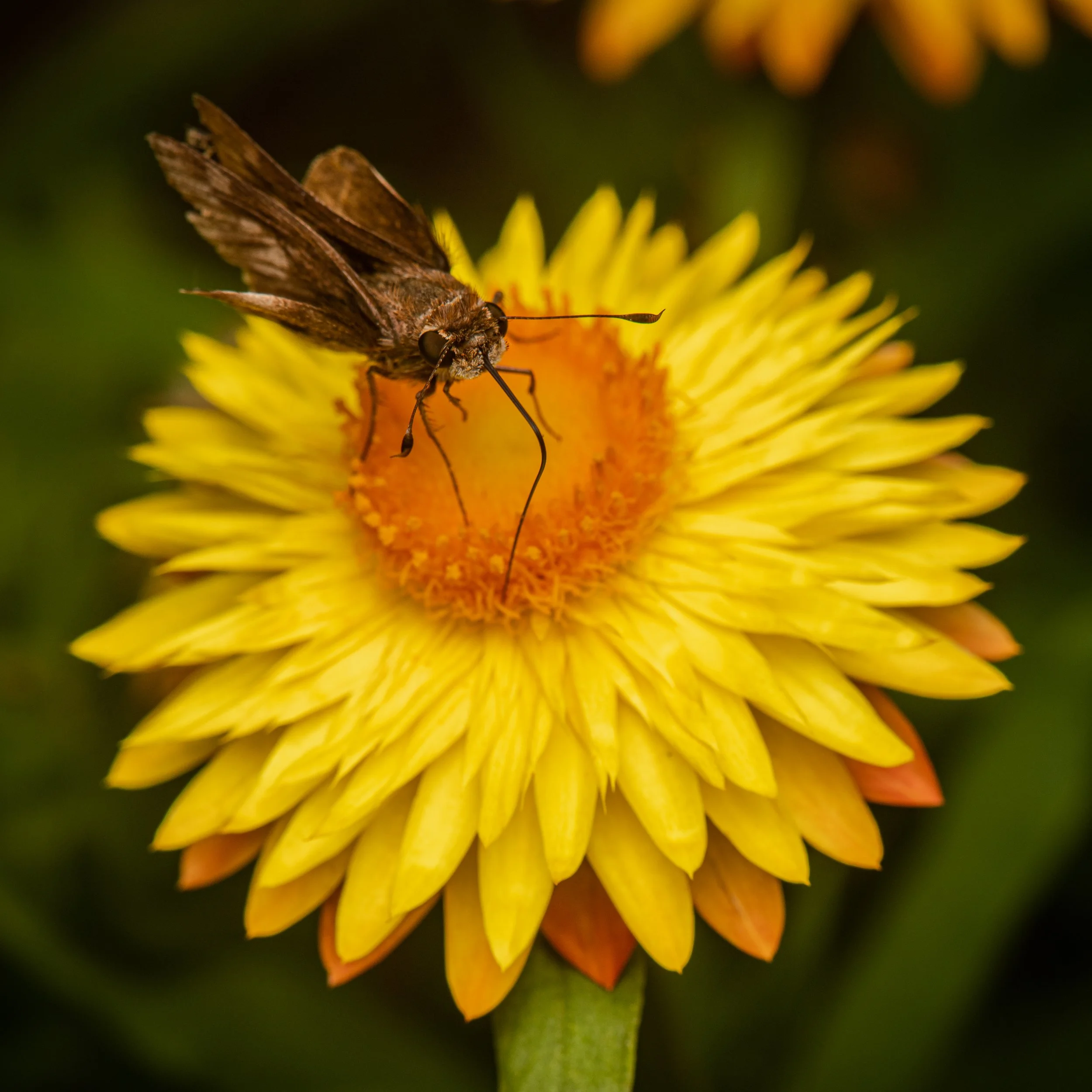 Lepidoptera - 41.jpg