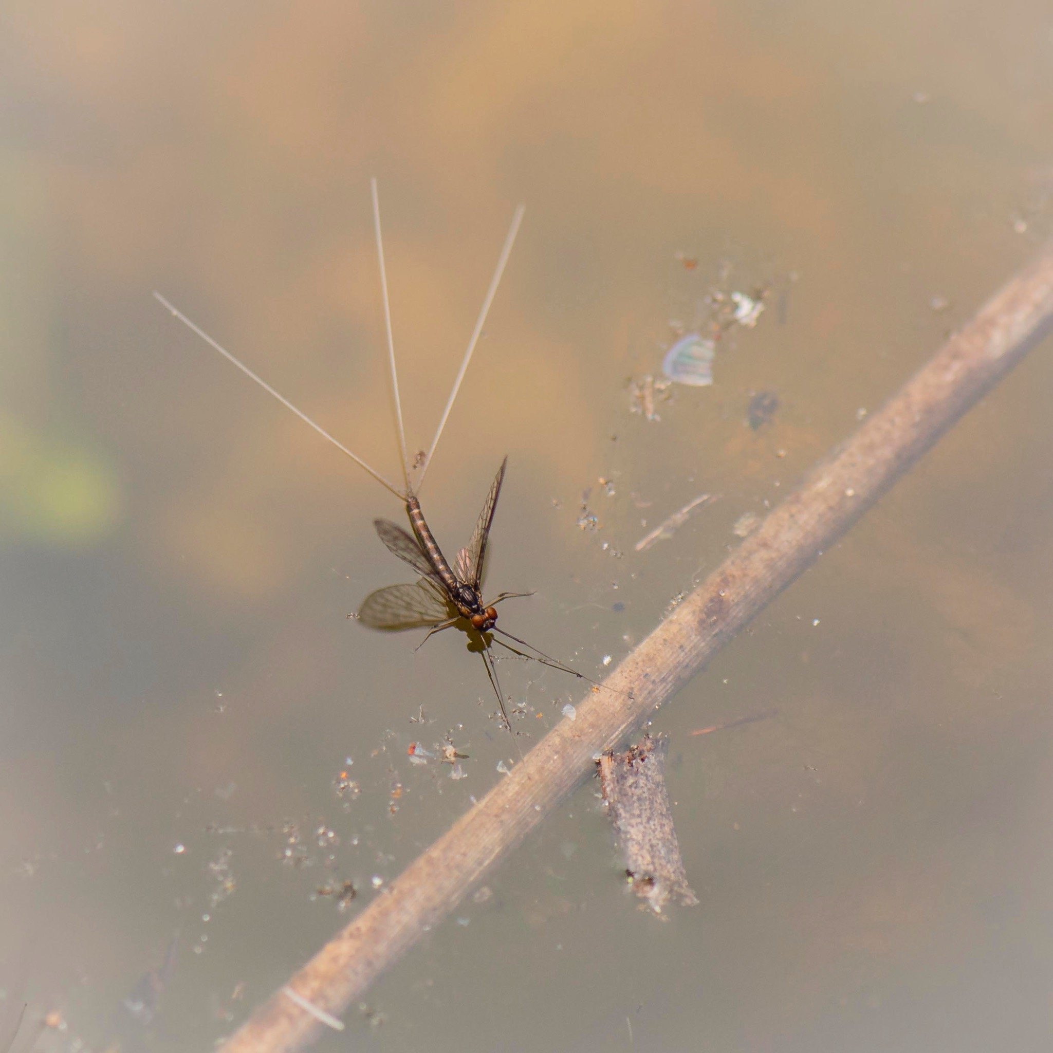 Leptophlebiidae - 33.jpeg