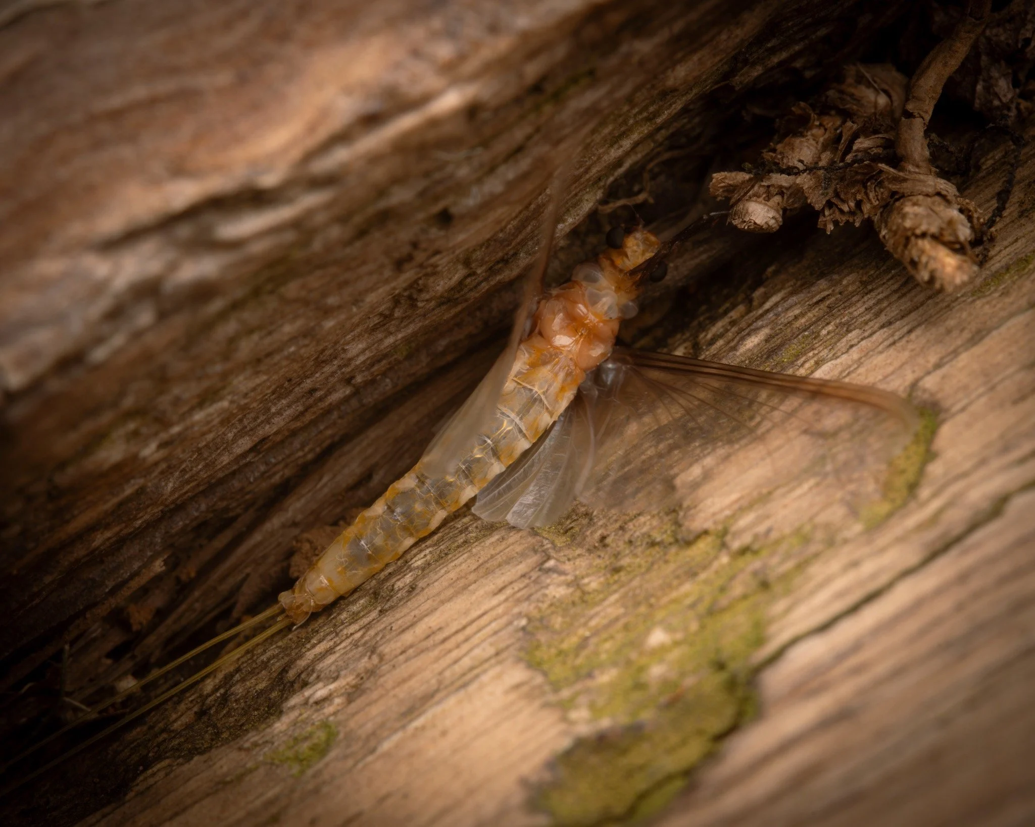 Polymitarcyidae - 5.jpeg