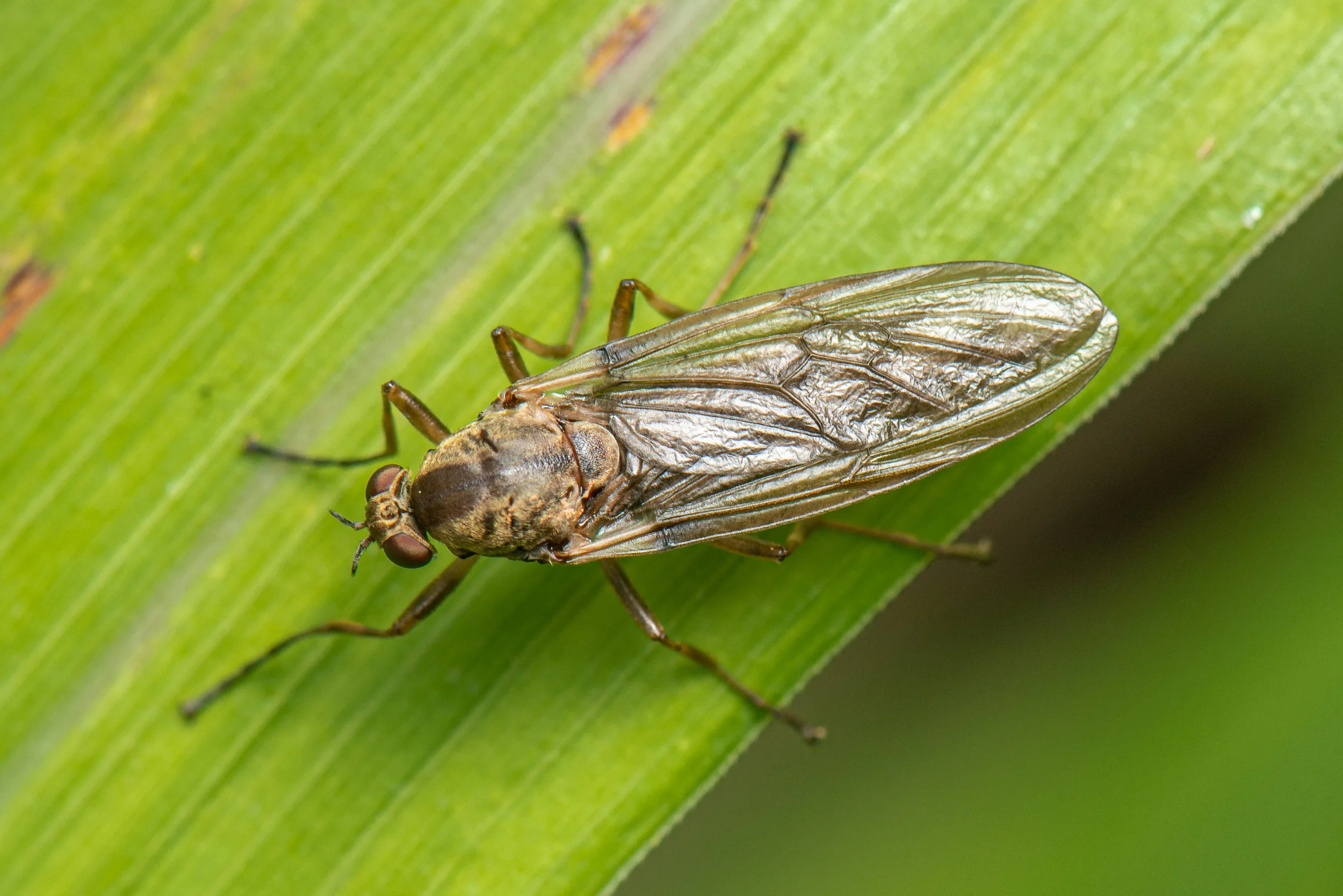 Diptera - 42.jpg