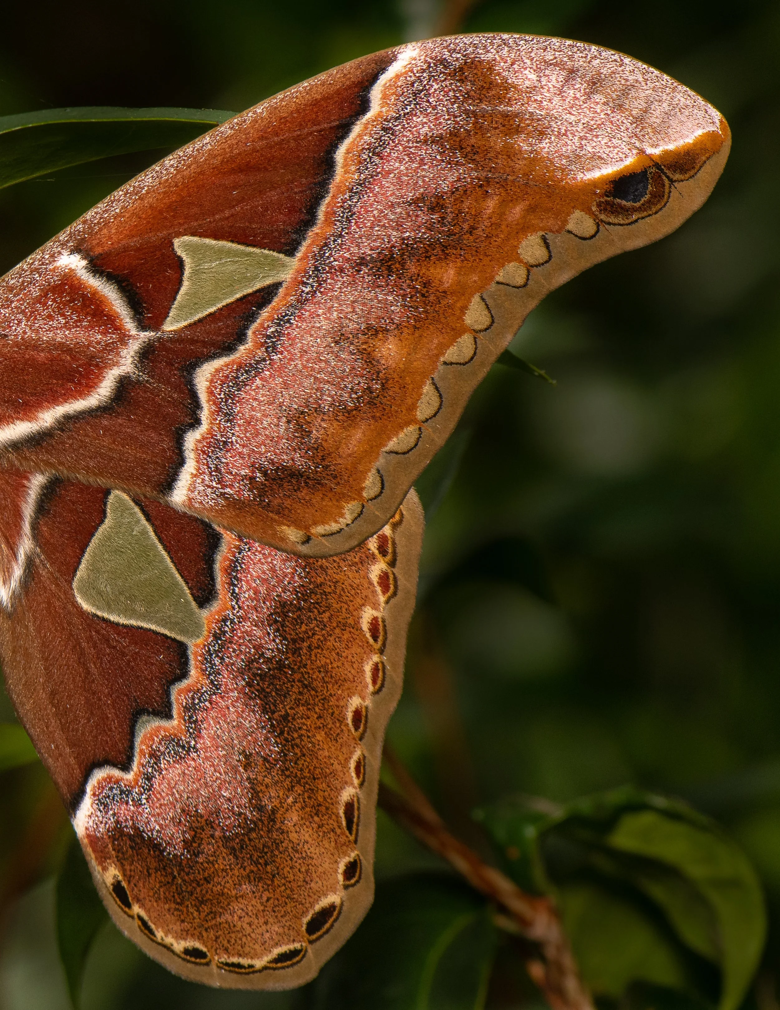 Lepidoptera - 52.jpg