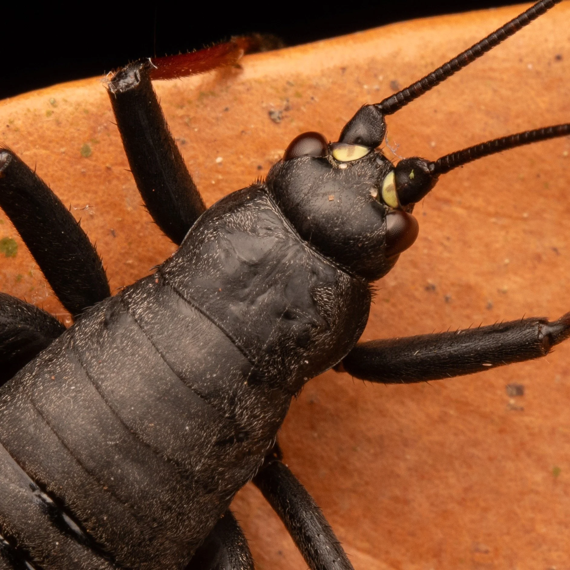 Orthoptera - 20.jpeg