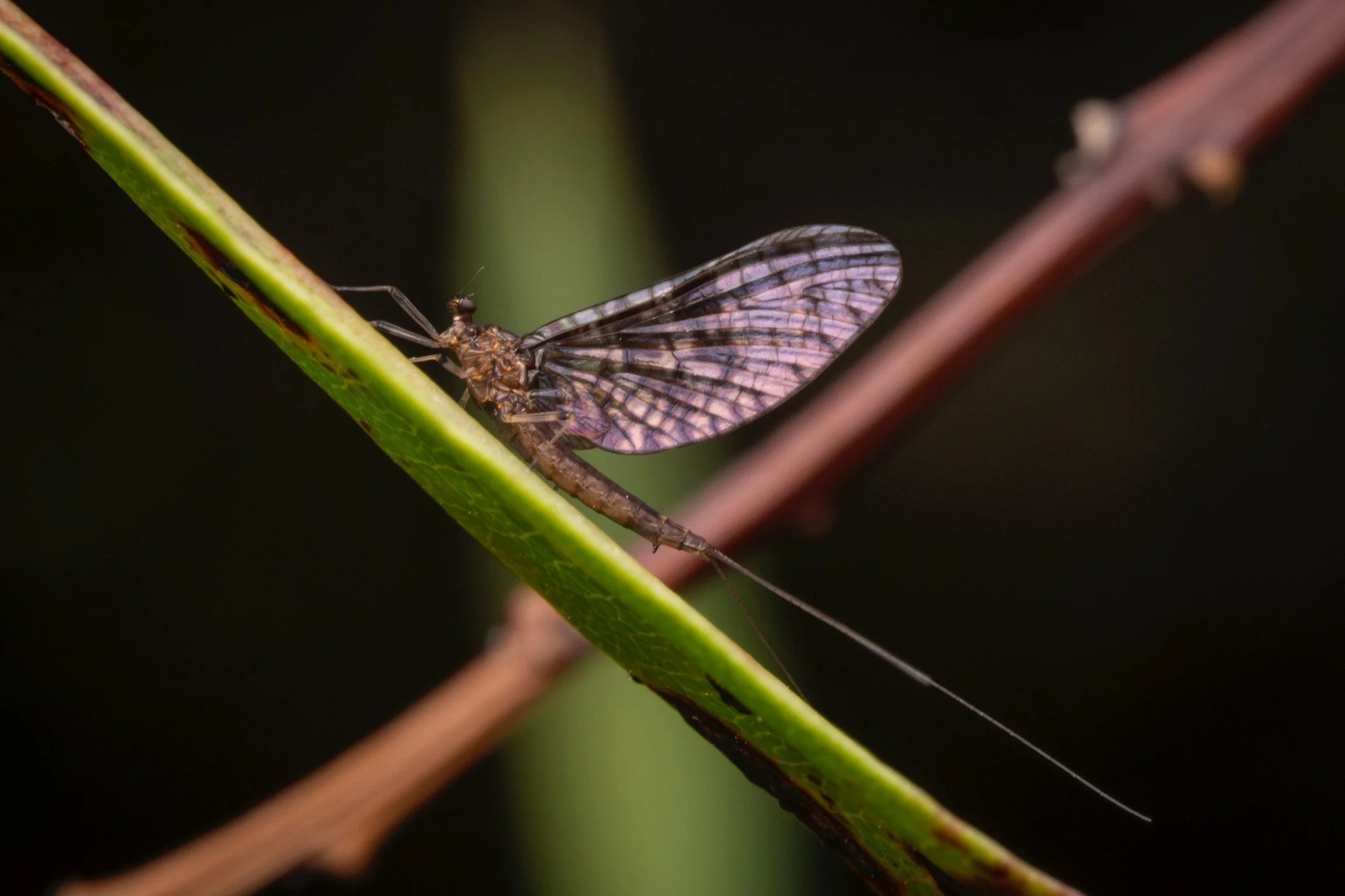 Leptophlebiidae - 87.jpeg