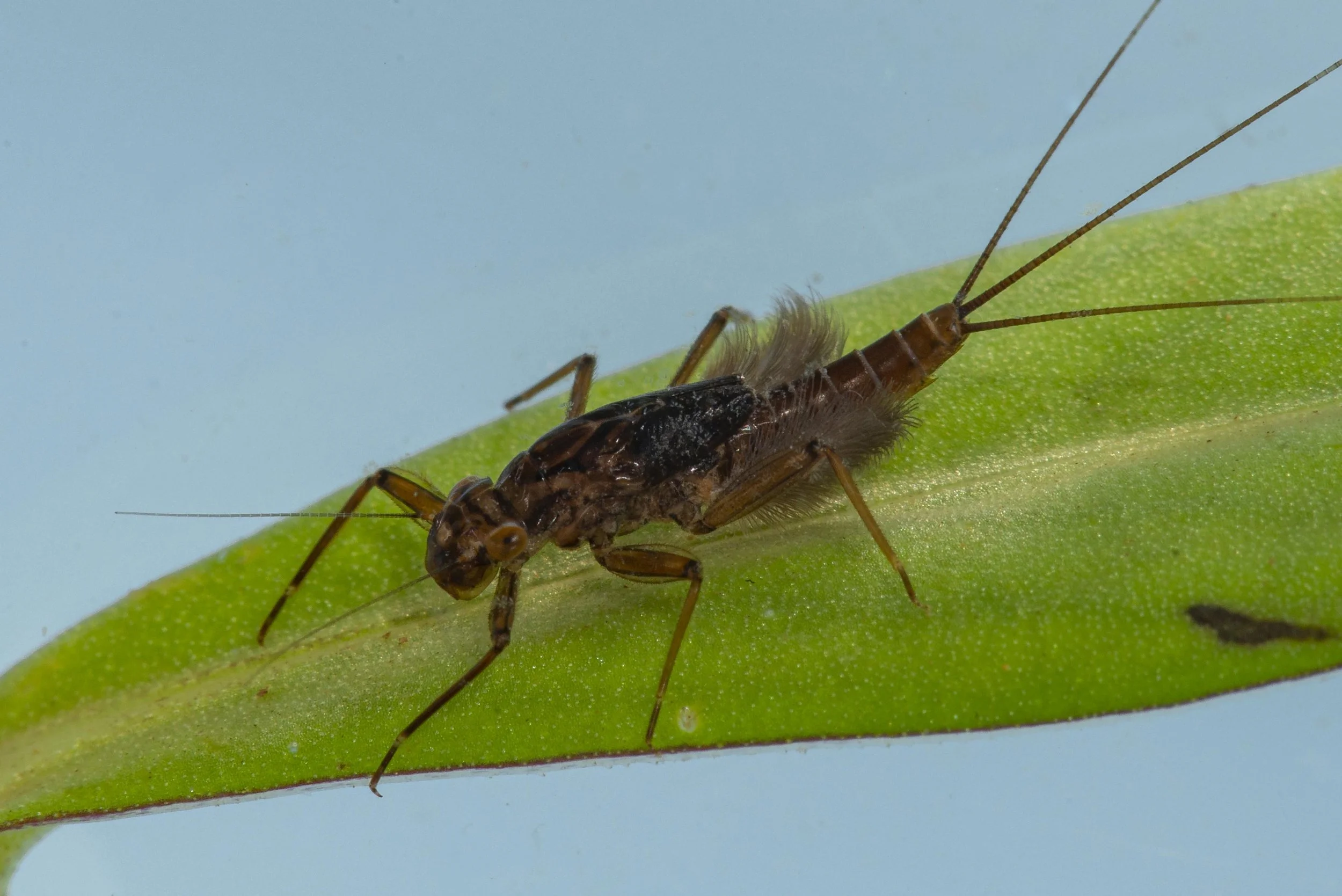 Ephemeroptera - 44.jpg